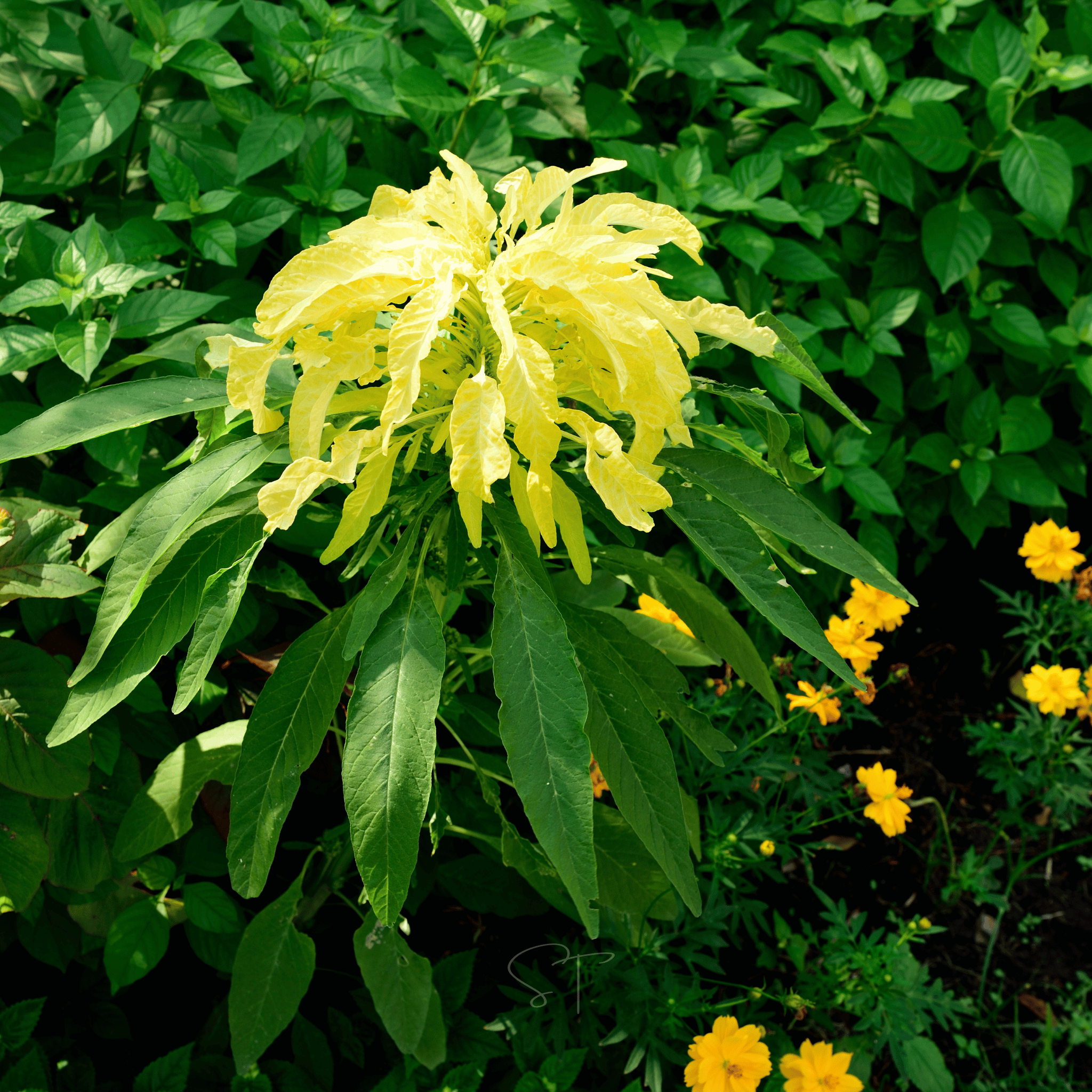 Yellow Amaranth – 100 Seeds seed packet from Seed Therapy – American - grown, heirloom seeds