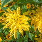 Yellow Amaranth – 100 Seeds seed packet from Seed Therapy – American - grown, heirloom seeds