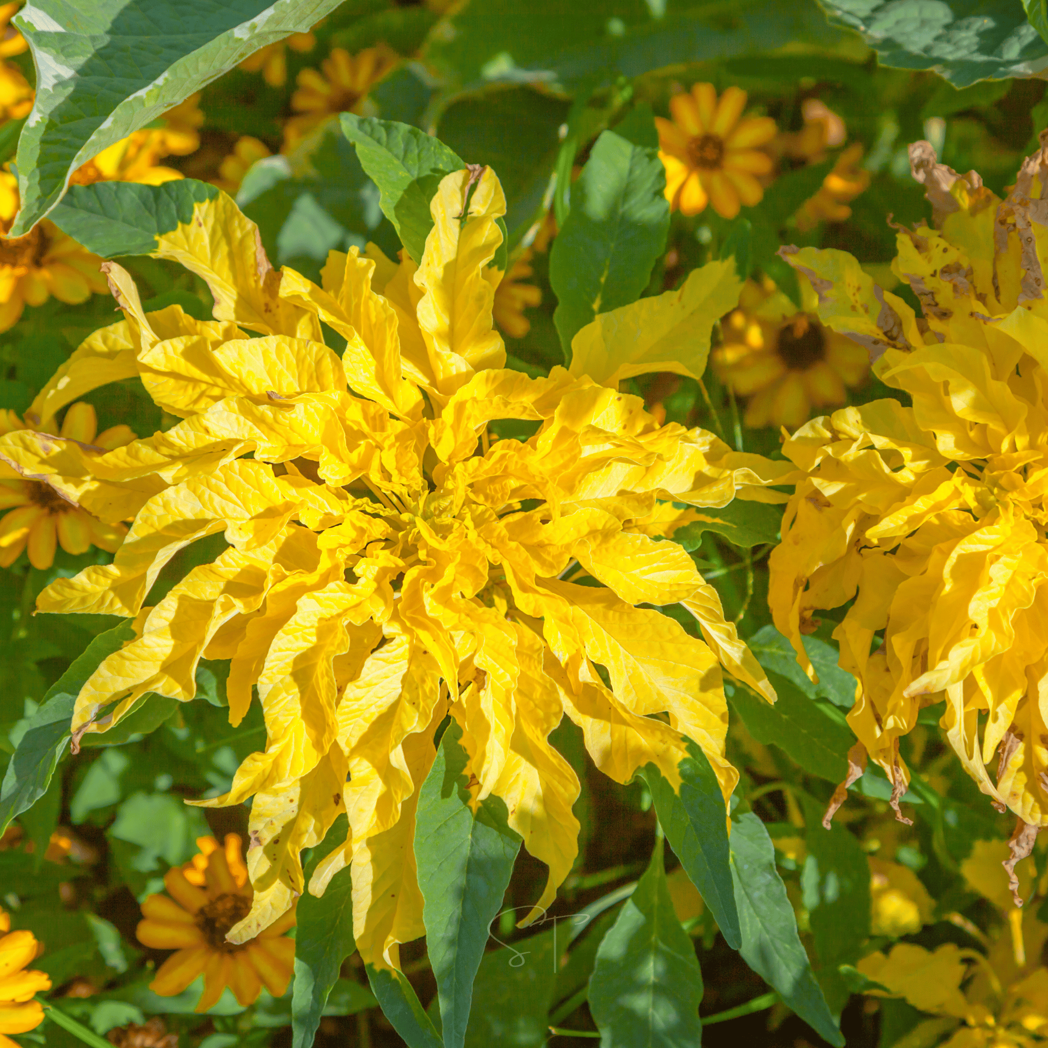 Yellow Amaranth – 100 Seeds seed packet from Seed Therapy – American - grown, heirloom seeds