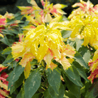 Yellow Amaranth – 100 Seeds seed packet from Seed Therapy – American - grown, heirloom seeds