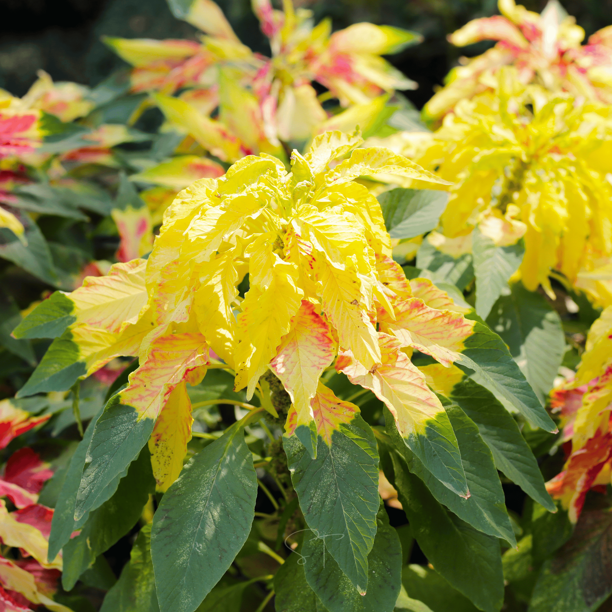 Yellow Amaranth – 100 Seeds seed packet from Seed Therapy – American - grown, heirloom seeds