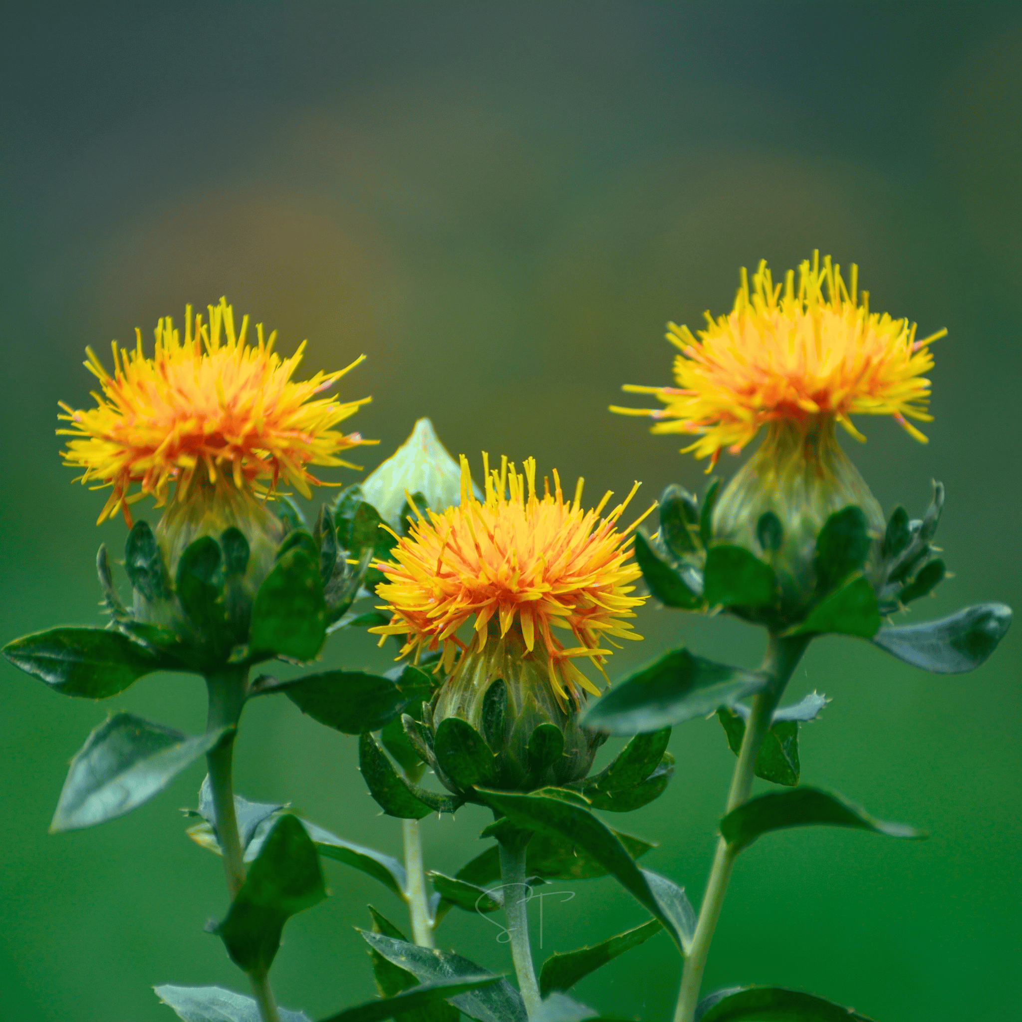 Zanzibar Safflower Seeds – 20 Seeds seed packet from Seed Therapy – American - grown, heirloom seeds