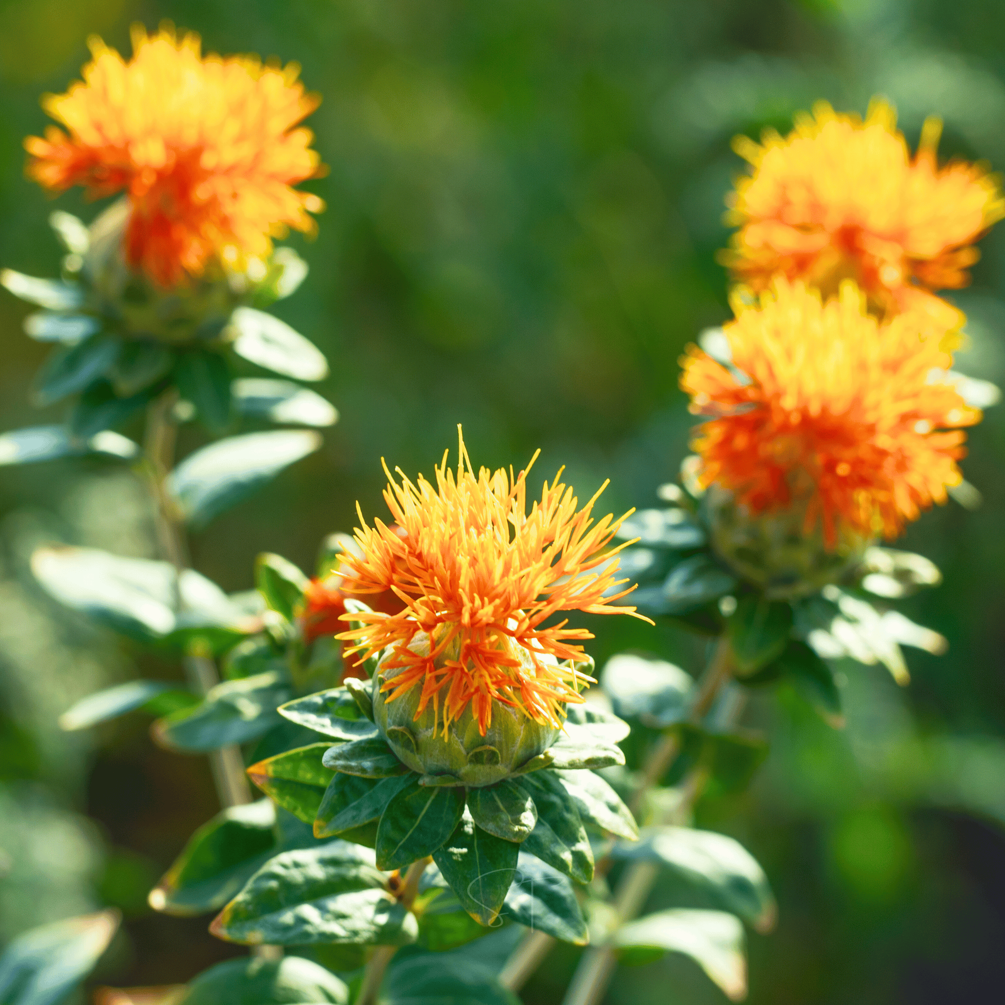 Zanzibar Safflower Seeds – 20 Seeds seed packet from Seed Therapy – American - grown, heirloom seeds