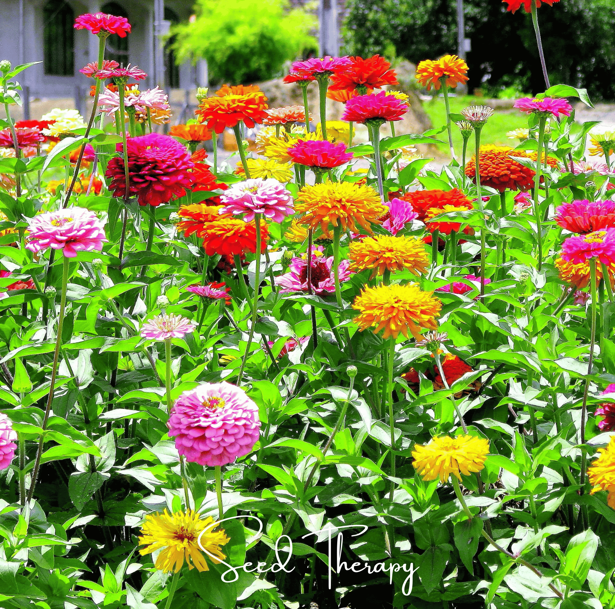 Zinnia, California Giants (Zinnia elegans) - 100 seeds seed packet from Seed Therapy – American - grown, heirloom seeds