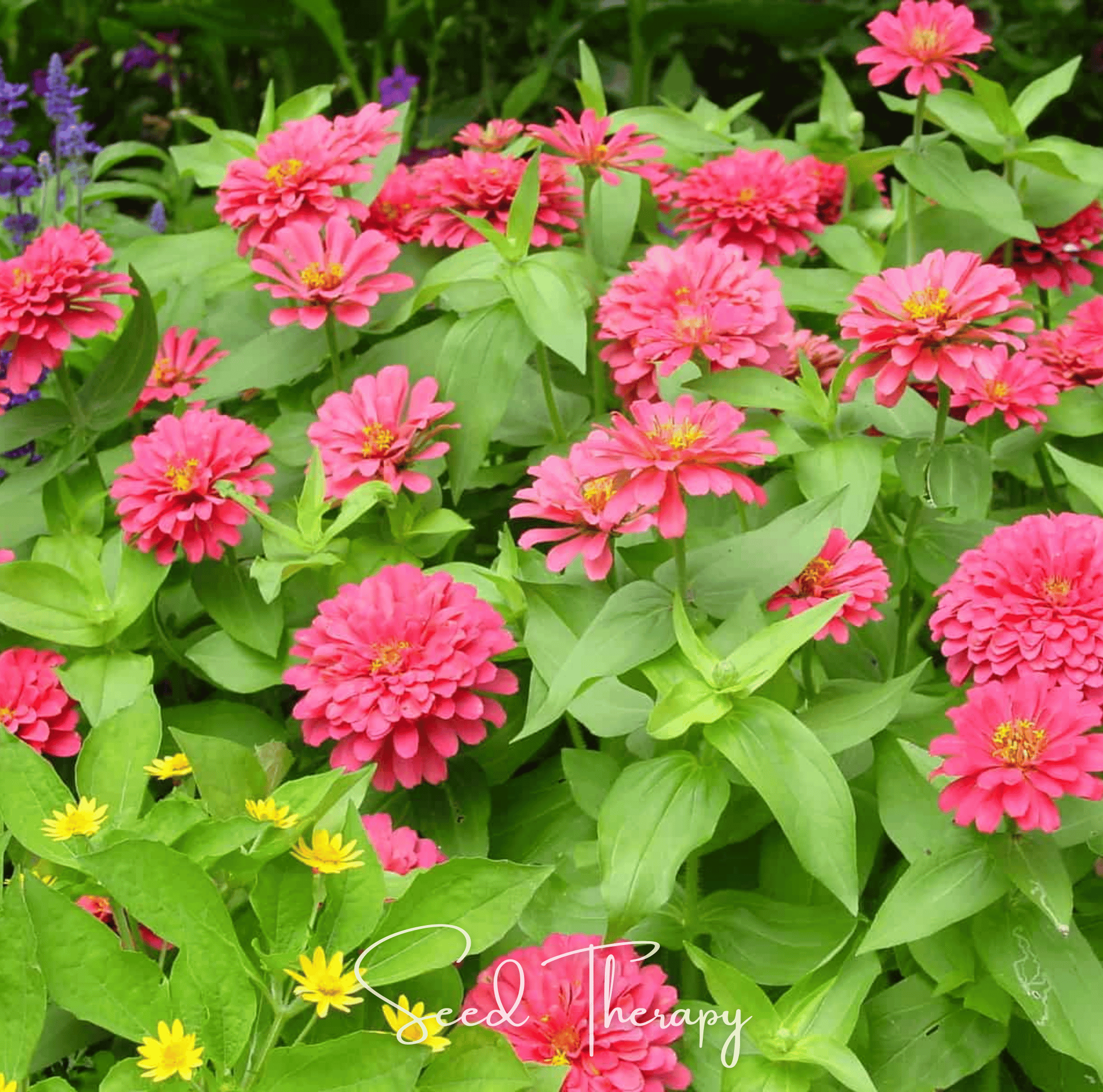 Zinnia, Coral (Zinnia elegans) - 100 Seeds seed packet from Seed Therapy – American - grown, heirloom seeds