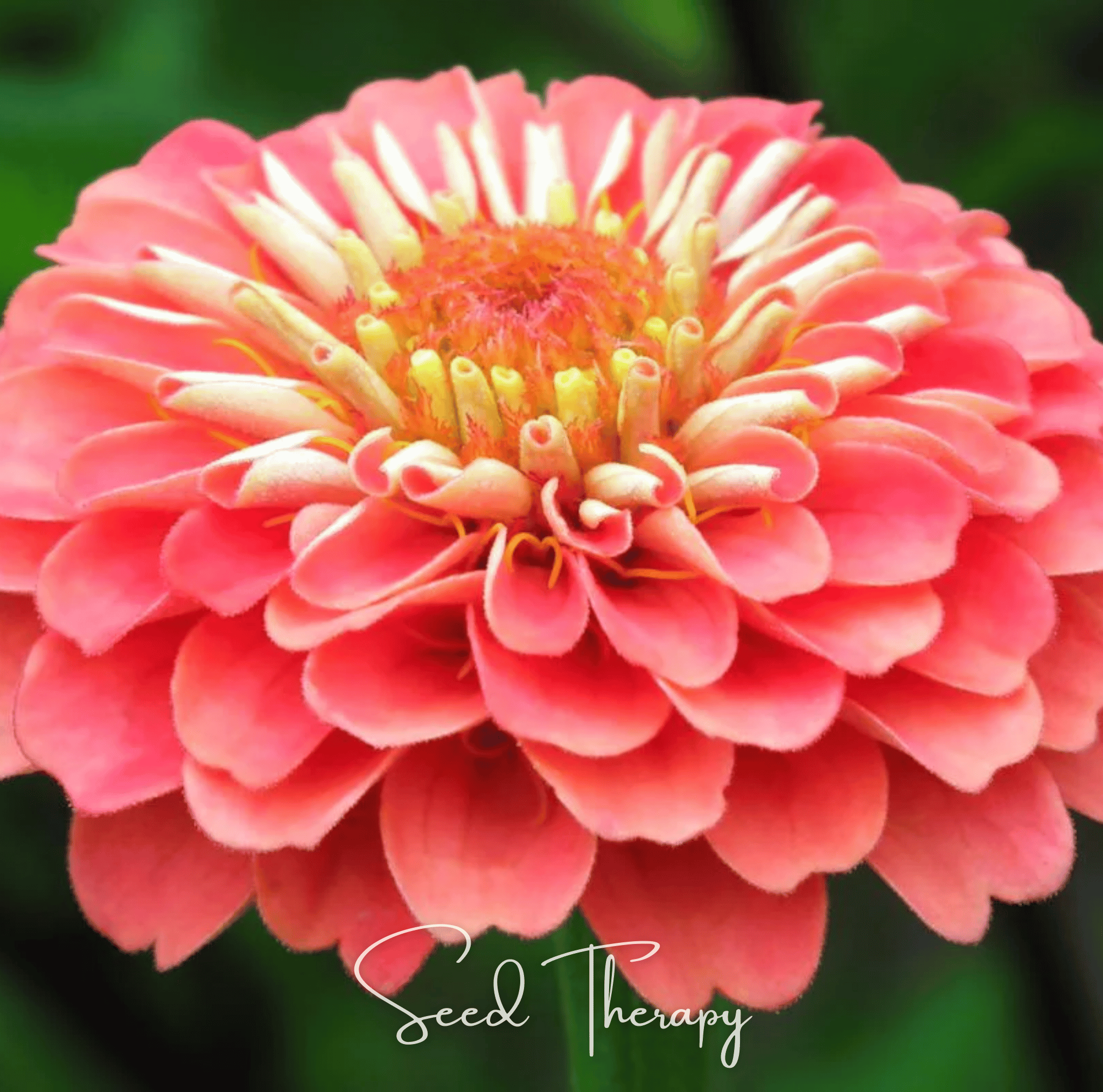 Zinnia, Coral (Zinnia elegans) - 100 Seeds seed packet from Seed Therapy – American - grown, heirloom seeds