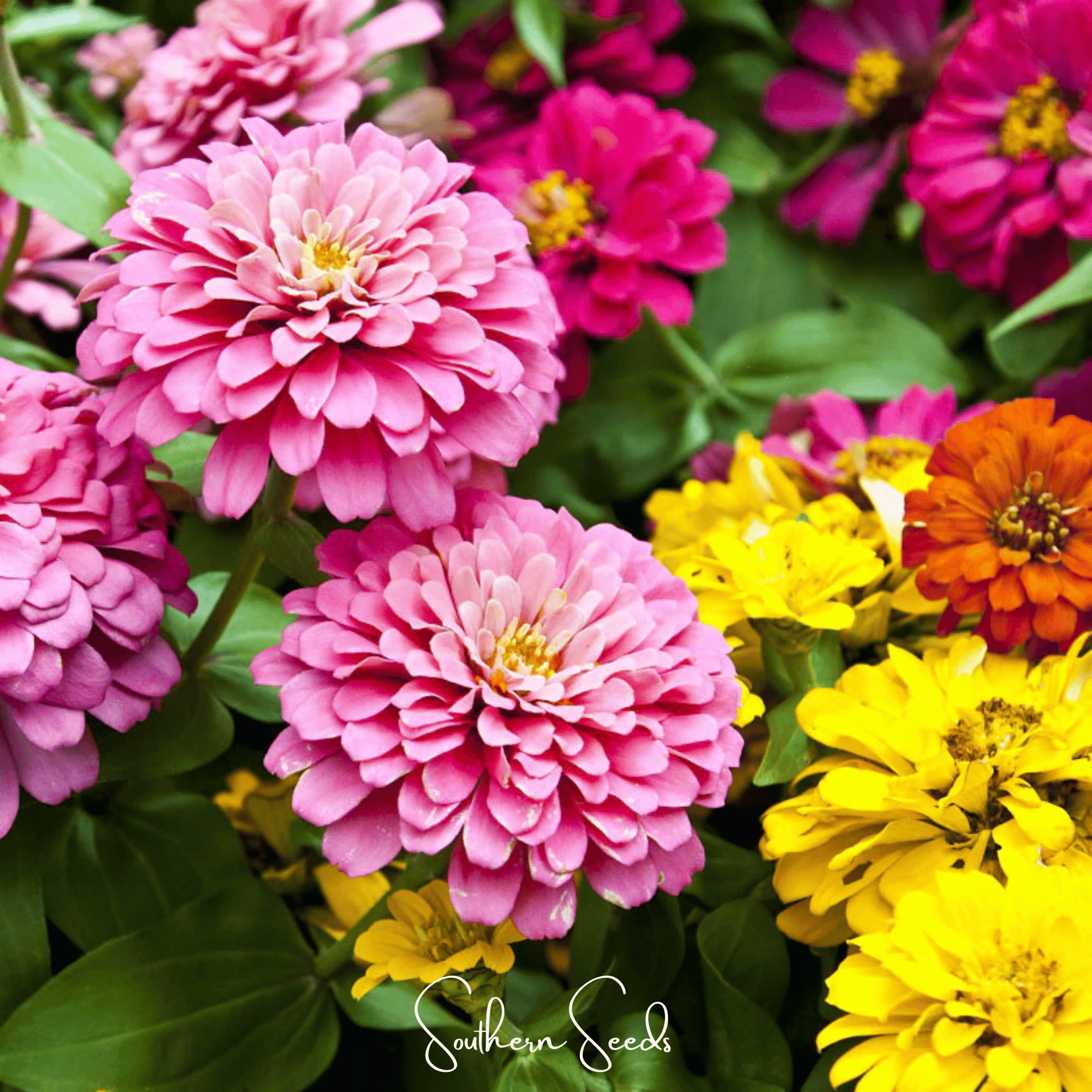 annual dahlia seeds Dahlia Flowered Zinnia – 100 Seeds