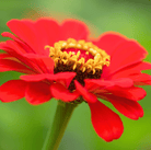 Zinnia, Meteor (Zinnia elegans) - 100 Seeds seed packet from Seed Therapy – American - grown, heirloom seeds