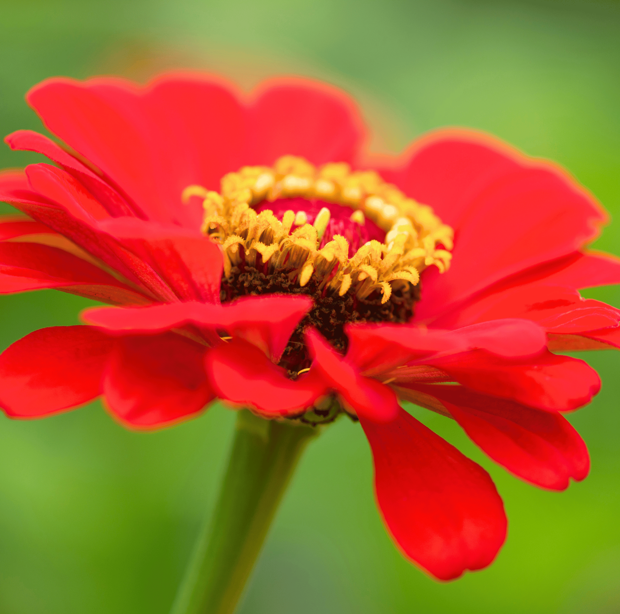 Zinnia, Meteor (Zinnia elegans) - 100 Seeds seed packet from Seed Therapy – American - grown, heirloom seeds