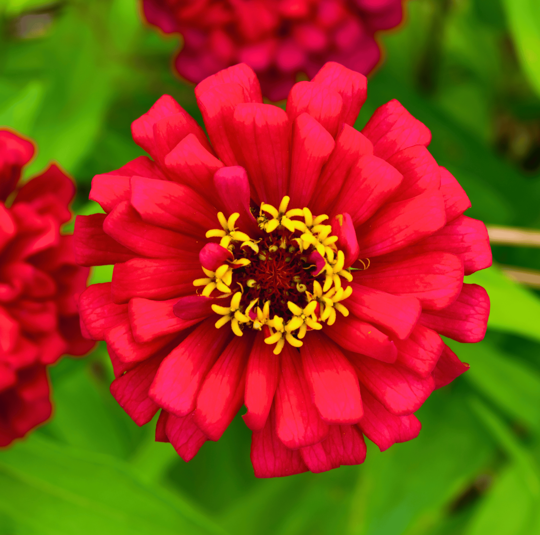 Zinnia, Meteor (Zinnia elegans) - 100 Seeds seed packet from Seed Therapy – American - grown, heirloom seeds