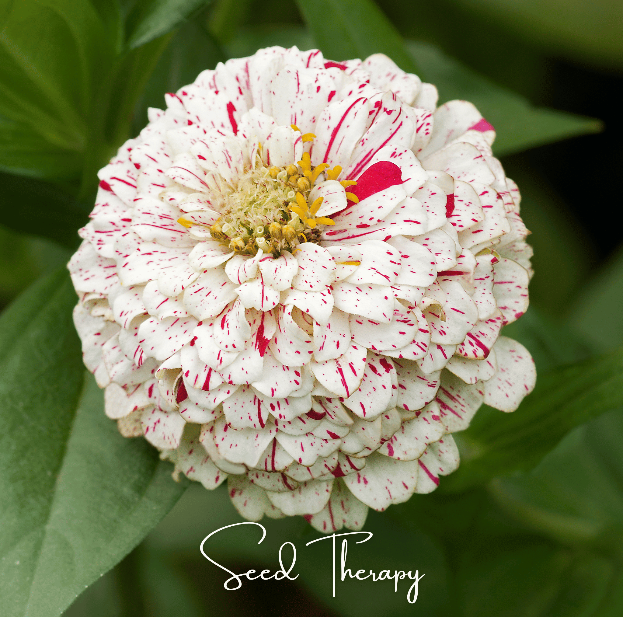 Zinnia, Peppermint Stick (Zinnia elegans) - 50 Seeds seed packet from Seed Therapy – American - grown, heirloom seeds