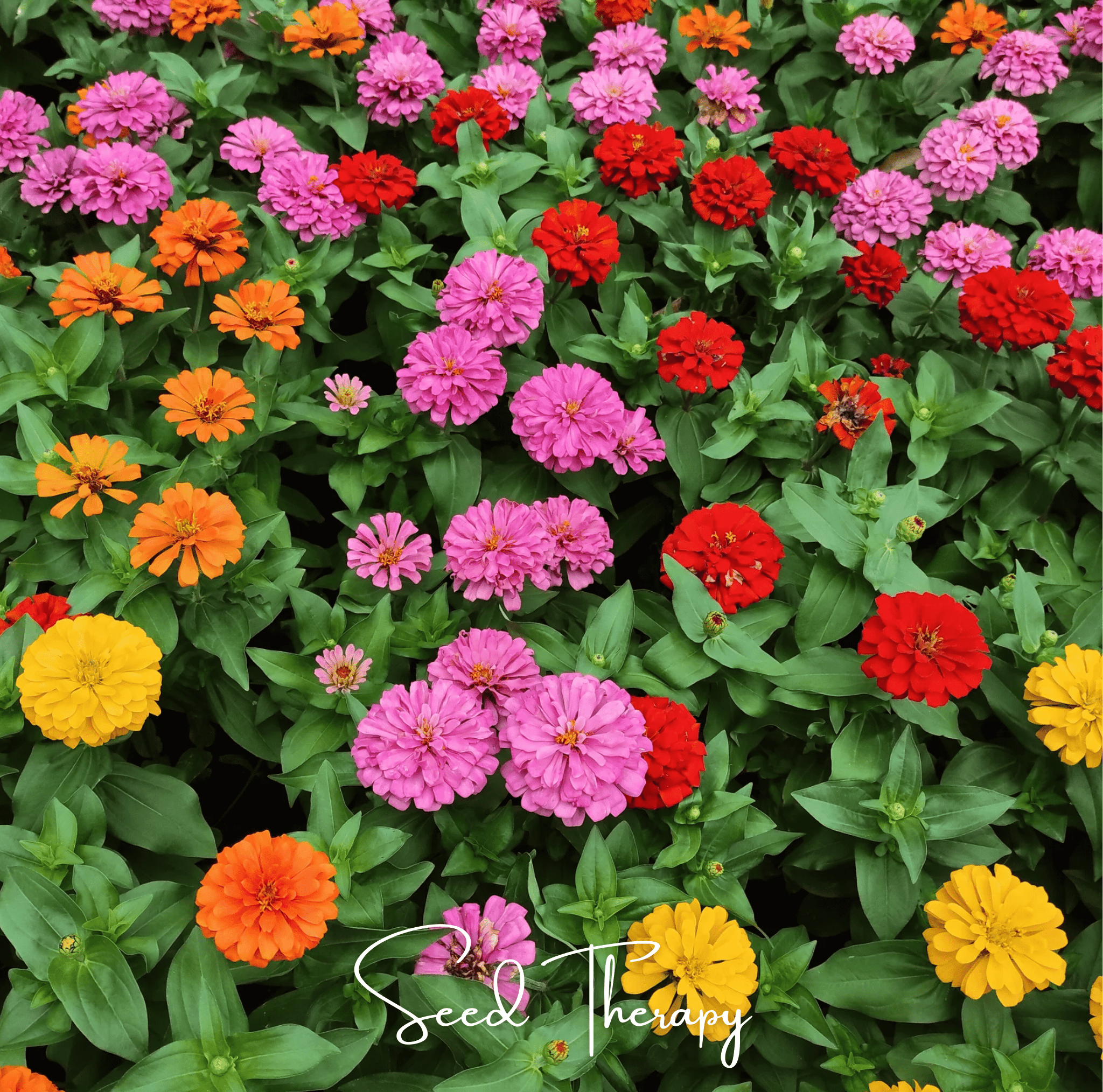 Zinnia, Thumbelina Dwarf (Zinnia elegans) - 100 Seeds seed packet from Seed Therapy – American - grown, heirloom seeds