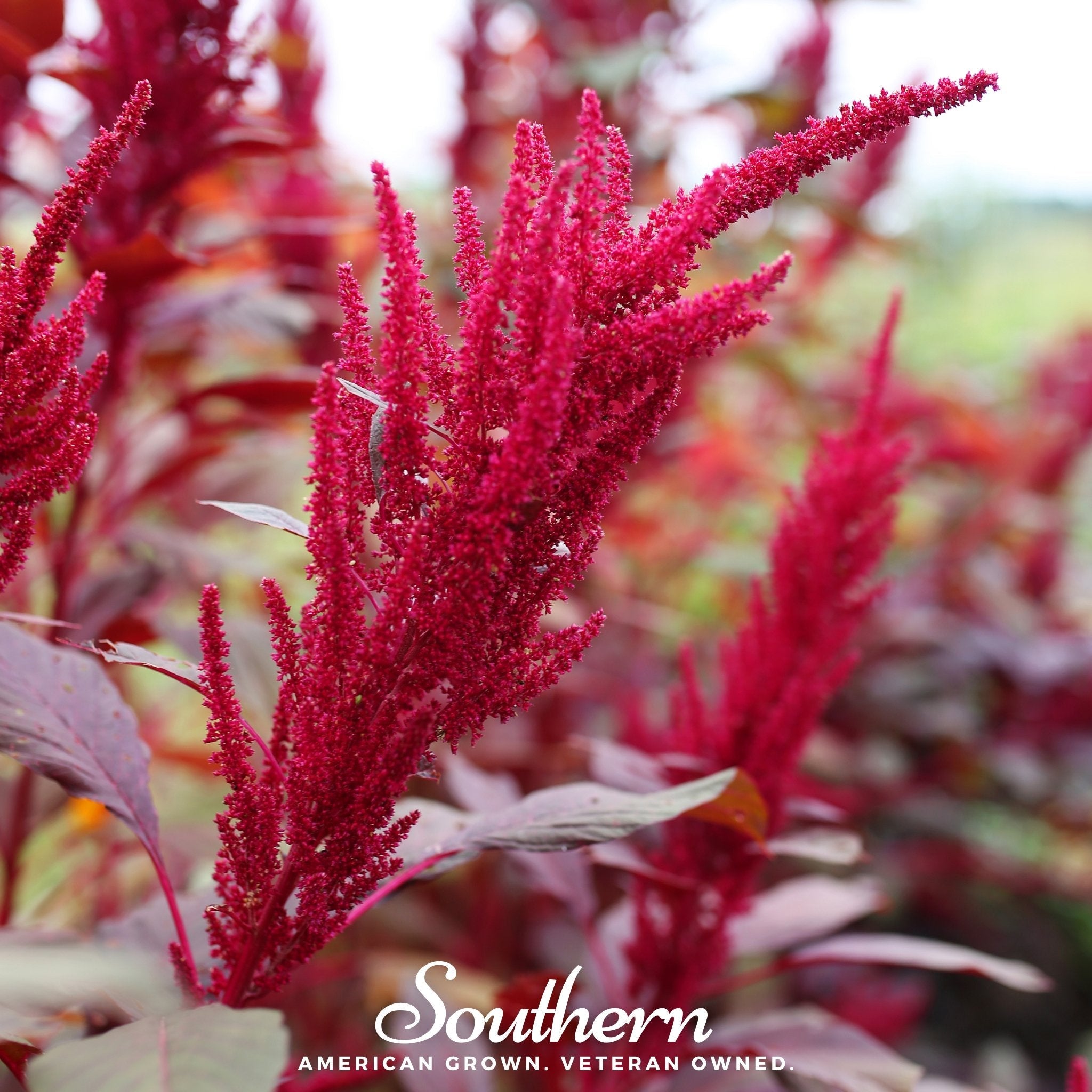 Amaranth, Red Garnet (Amaranthus tricolor) - 250 Seeds | Seed Therapy – Heirloom Garden Seeds