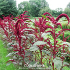 Amaranth, Red Garnet (Amaranthus tricolor) - 250 Seeds | Seed Therapy – Heirloom Garden Seeds