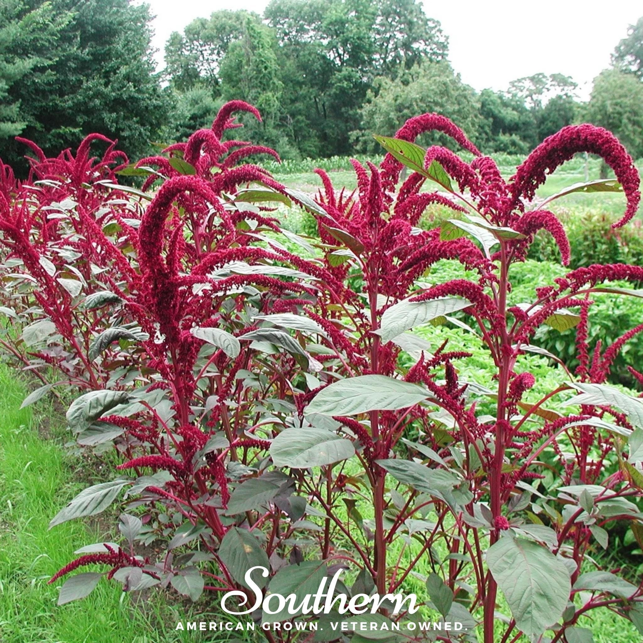 Amaranth, Red Garnet (Amaranthus tricolor) - 250 Seeds | Seed Therapy – Heirloom Garden Seeds