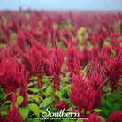 Amaranth, Red Garnet (Amaranthus tricolor) - 250 Seeds | Seed Therapy – Heirloom Garden Seeds