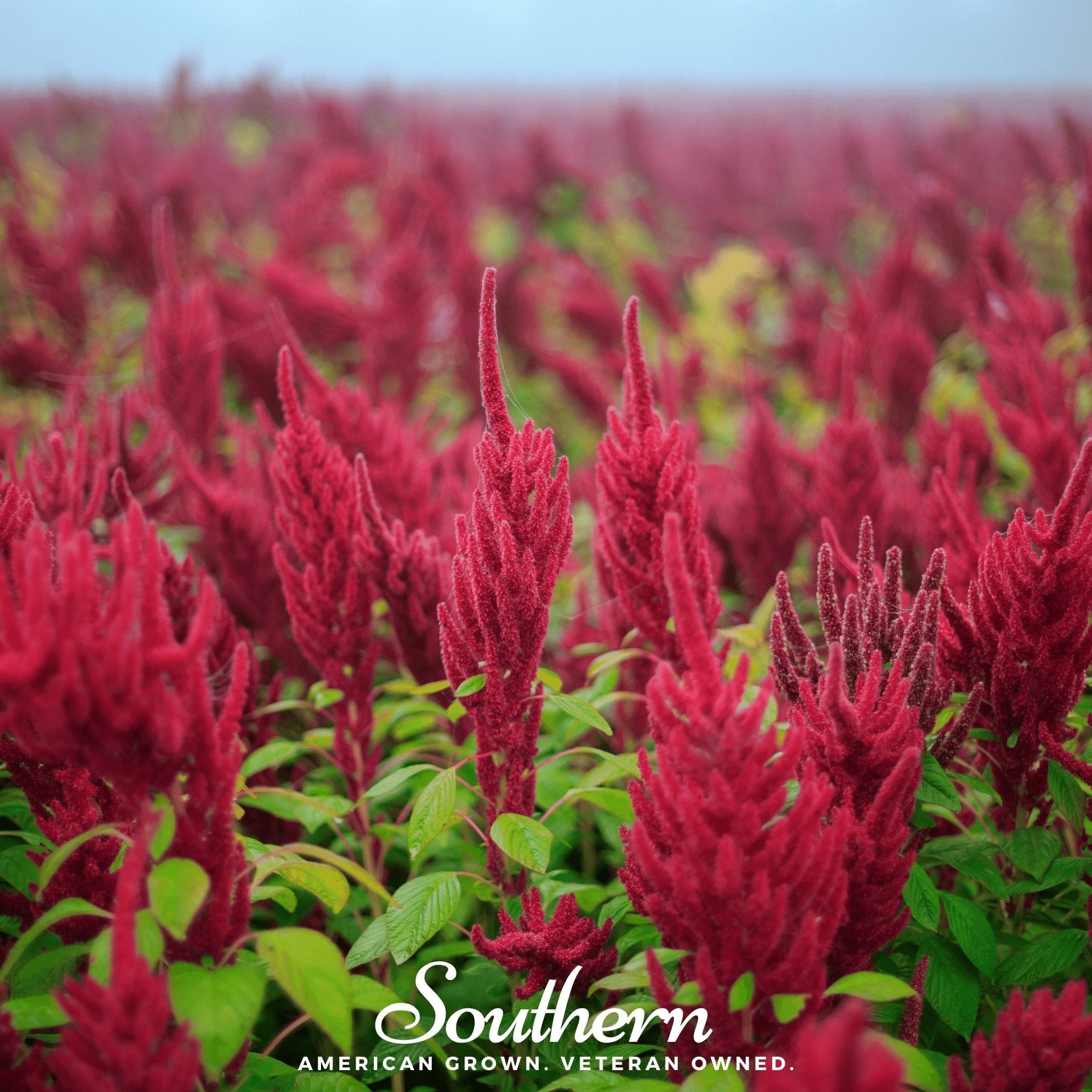 Amaranth, Red Garnet (Amaranthus tricolor) - 250 Seeds | Seed Therapy – Heirloom Garden Seeds
