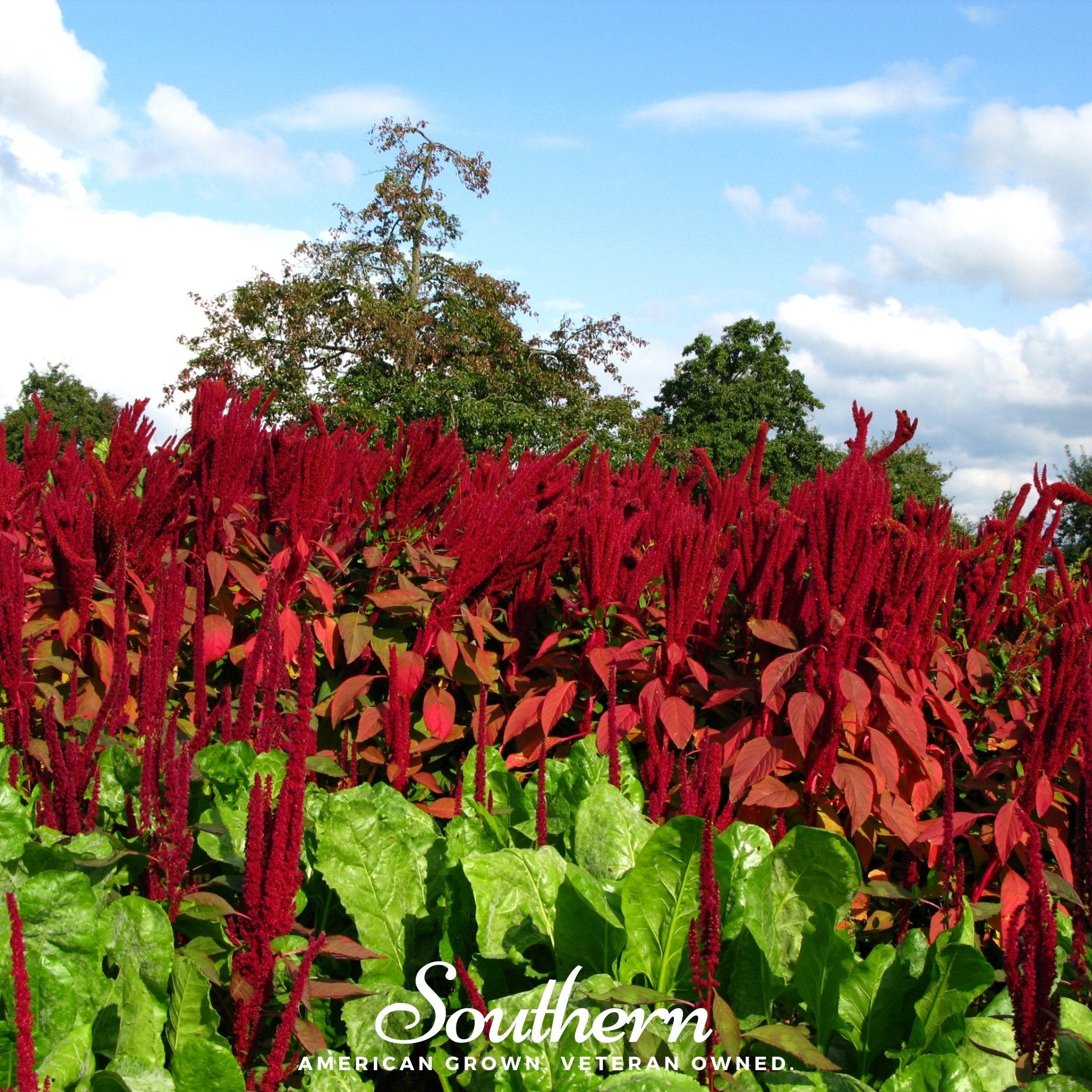 Amaranth, Red Garnet (Amaranthus tricolor) - 250 Seeds | Seed Therapy – Heirloom Garden Seeds