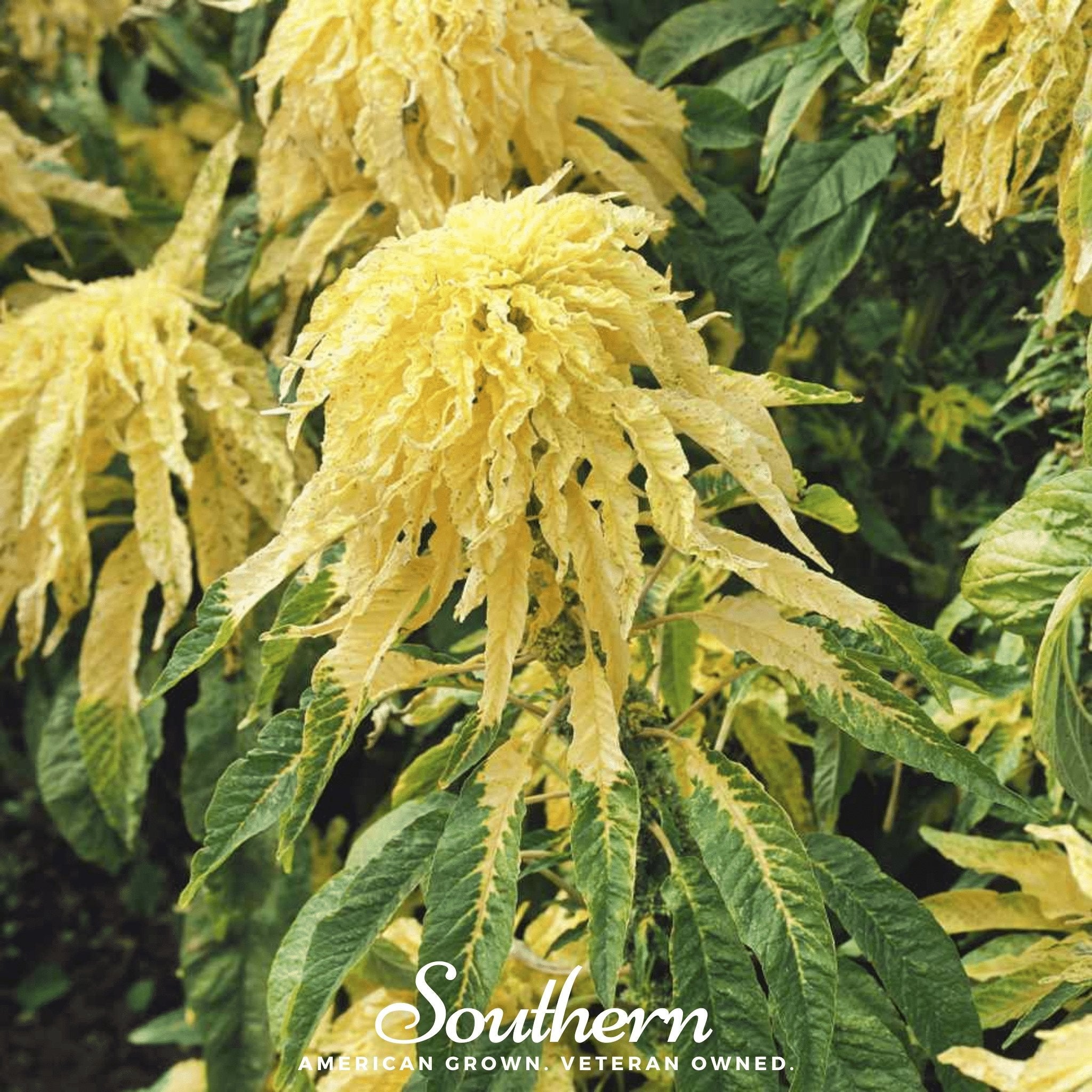 Amaranth, Yellow (Amranthus tricolor) - 100 Seeds | Seed Therapy – Heirloom Garden Seeds