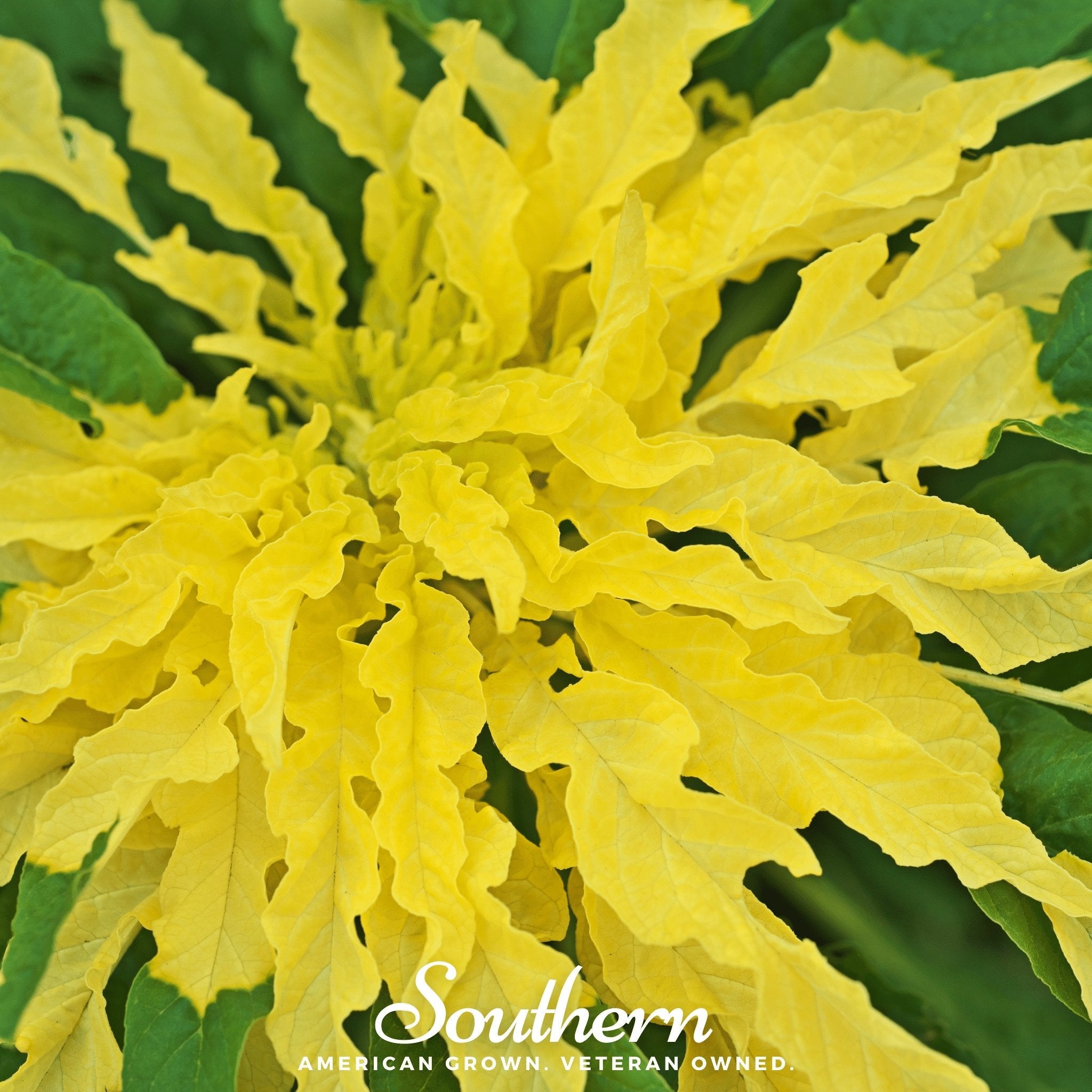 Amaranth, Yellow (Amranthus tricolor) - 100 Seeds | Seed Therapy – Heirloom Garden Seeds