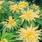 Amaranth, Yellow (Amranthus tricolor) - 100 Seeds | Seed Therapy – Heirloom Garden Seeds