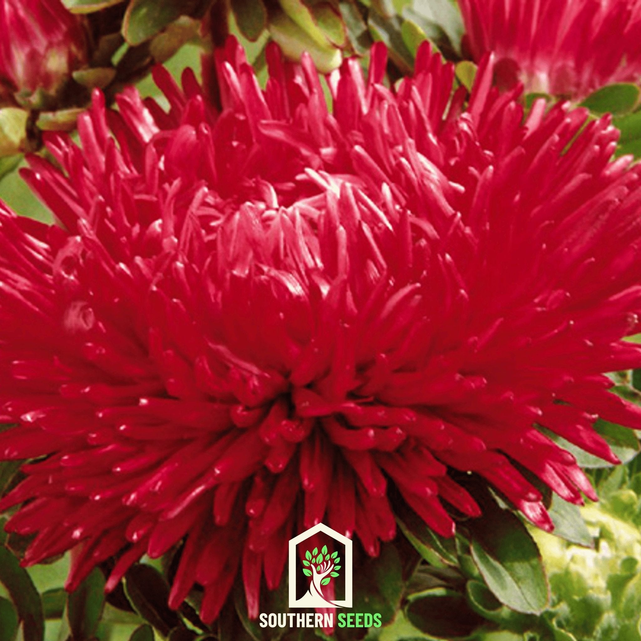 Aster, Gremlin Red (Callistephus gremlin) - 50 Seeds seed packet from Seed Therapy – American - grown, heirloom seeds