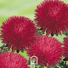 Aster, Gremlin Red (Callistephus gremlin) - 50 Seeds seed packet from Seed Therapy – American - grown, heirloom seeds
