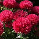 Aster, Gremlin Red (Callistephus gremlin) - 50 Seeds seed packet from Seed Therapy – American - grown, heirloom seeds