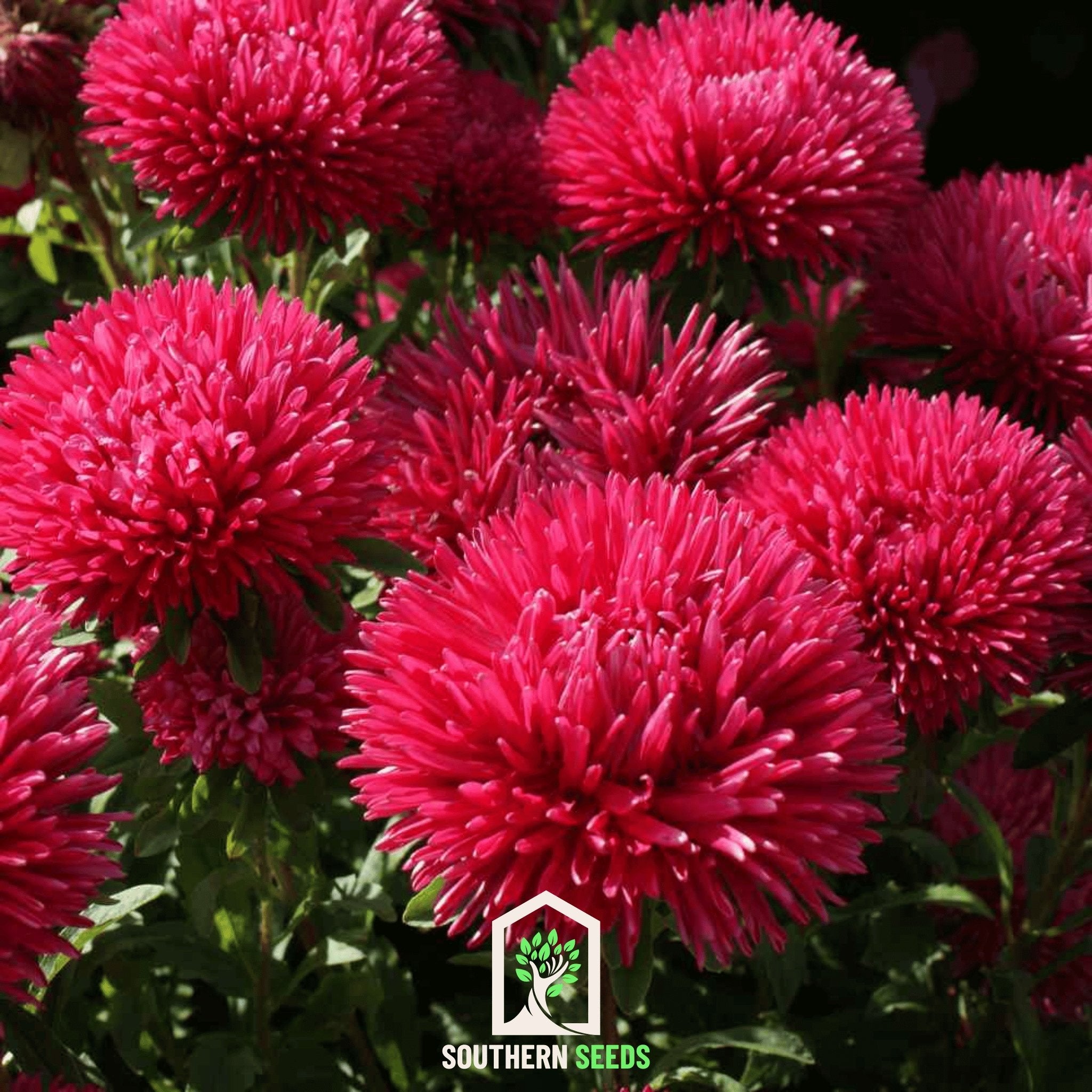 Aster, Gremlin Red (Callistephus gremlin) - 50 Seeds seed packet from Seed Therapy – American - grown, heirloom seeds