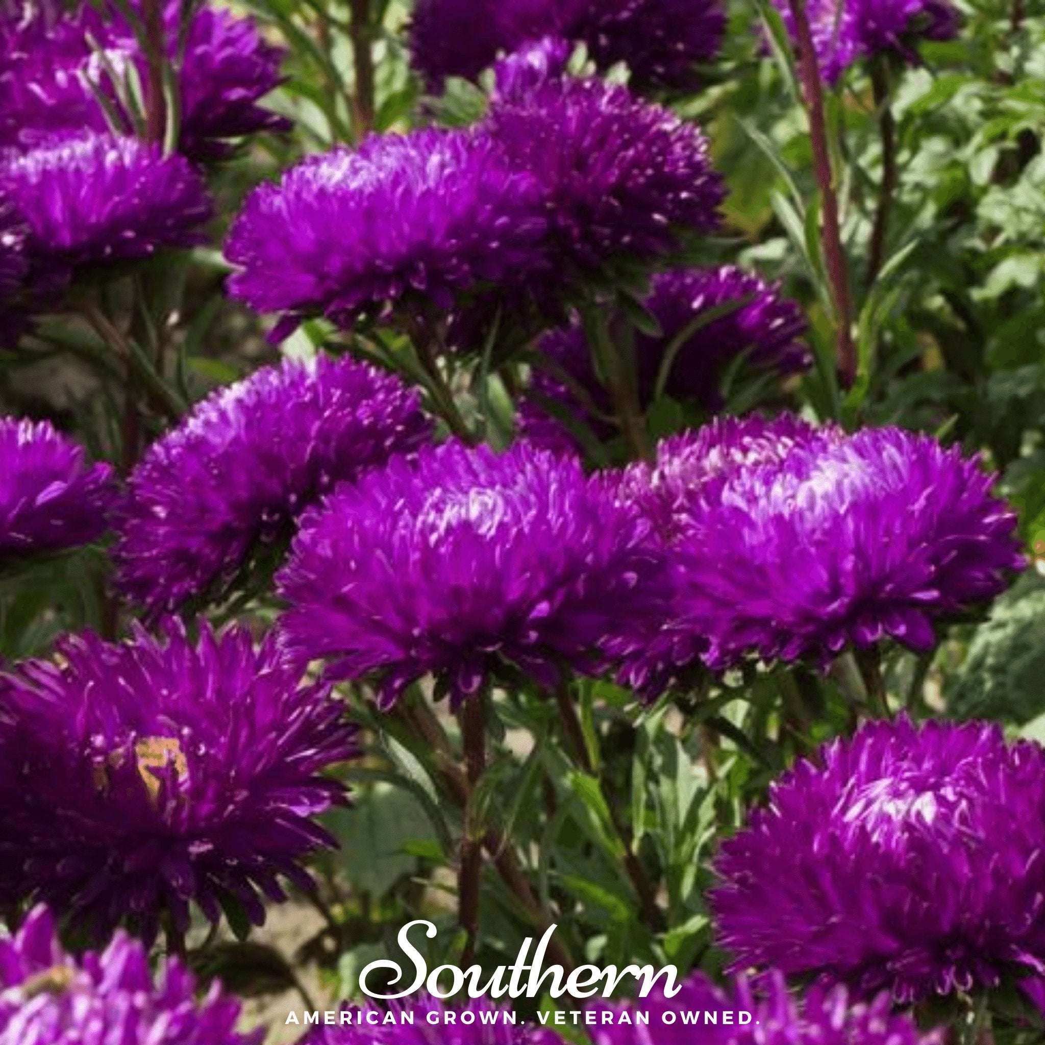 Aster, Gremlin Violet (Callistephus gremlin) - 50 Seeds seed packet from Seed Therapy – American - grown, heirloom seeds
