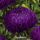 Aster, Gremlin Violet (Callistephus gremlin) - 50 Seeds seed packet from Seed Therapy – American - grown, heirloom seeds