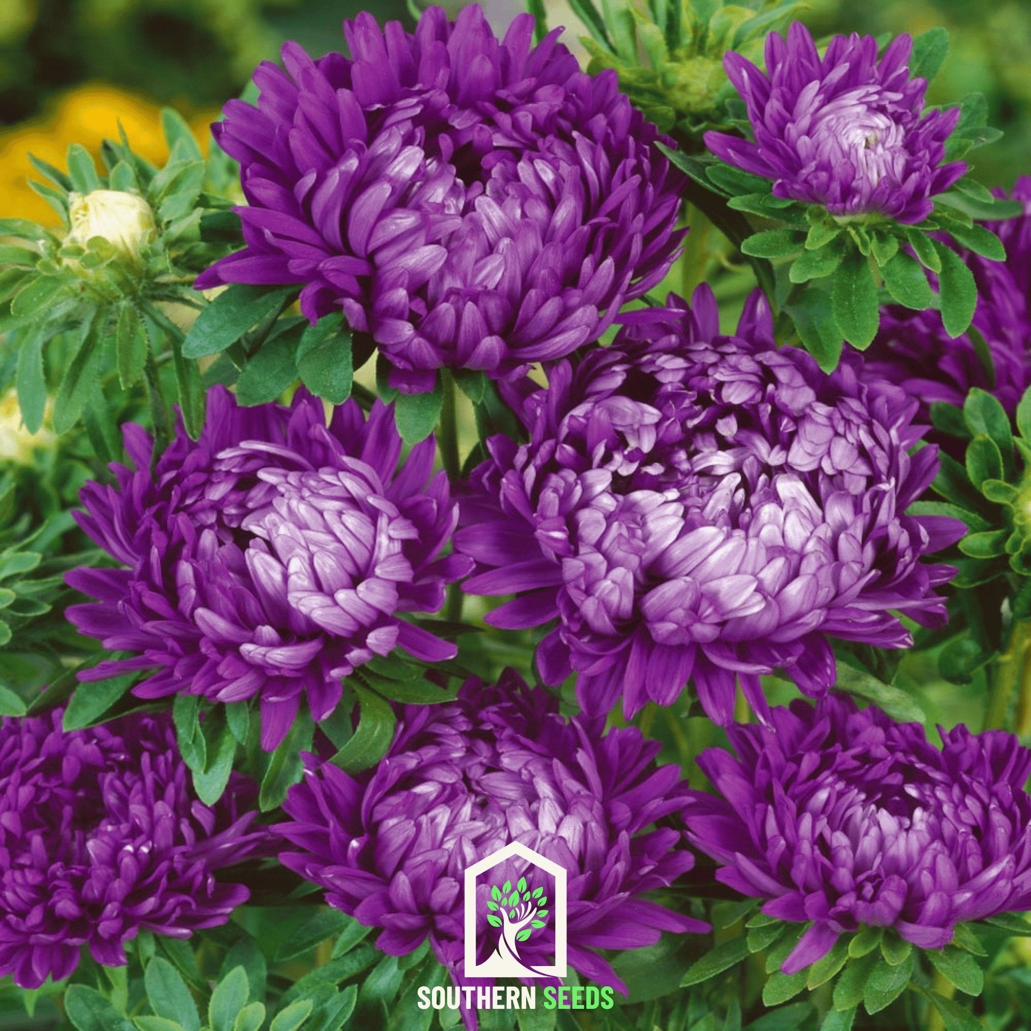 Aster, Milady Blue (Callistephus milady) - 50 Seeds | Seed Therapy – Heirloom Garden Seeds