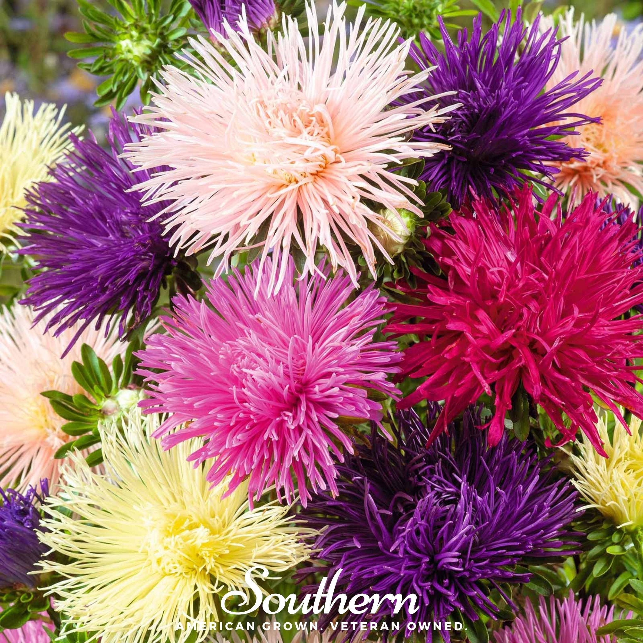 Aster, Needle Mix (Callistephus unicom) - 50 Seeds | Seed Therapy – Heirloom Garden Seeds
