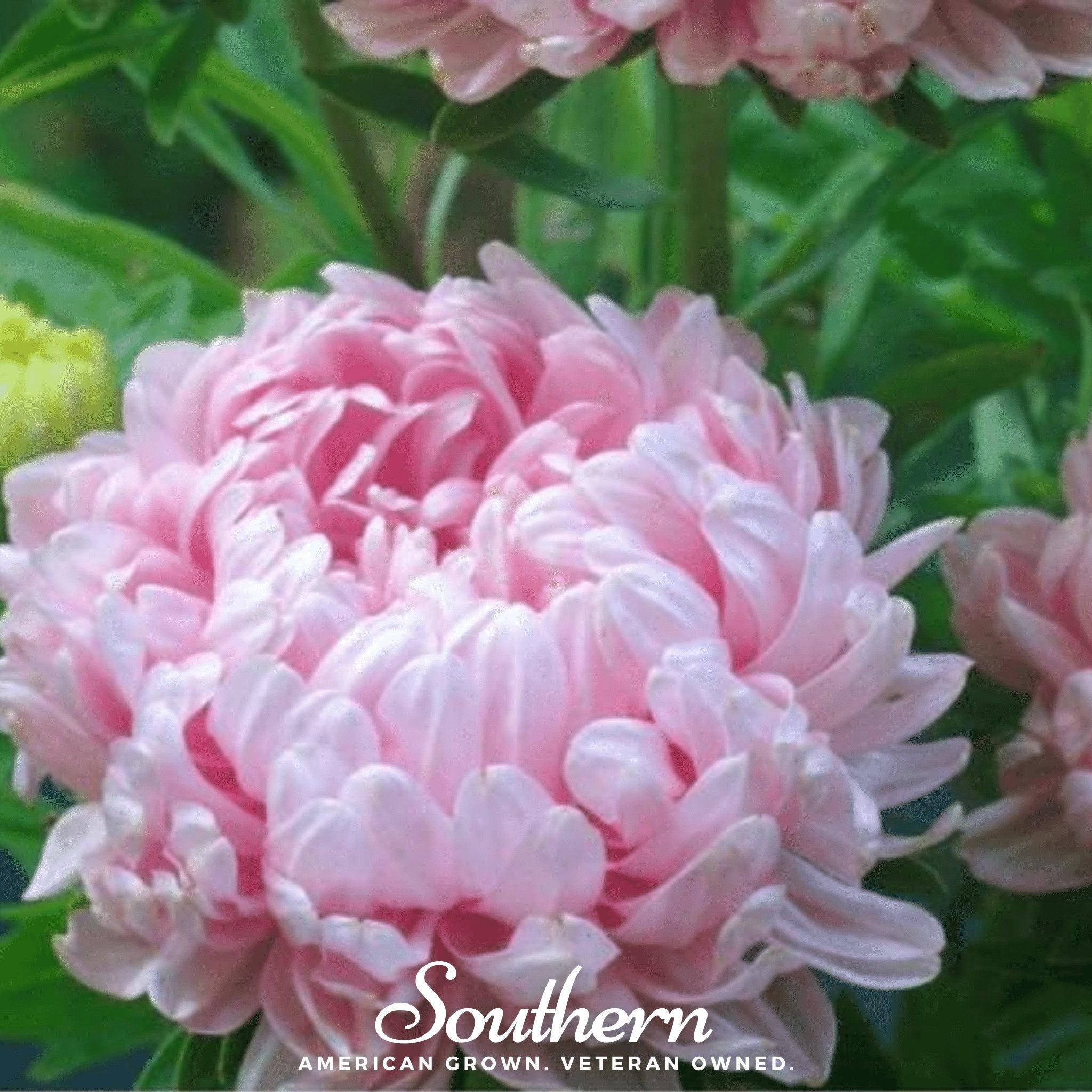 Aster, Paeony Duchess Apricot (Callistephus paeony) - 50 Seeds | Seed Therapy – Heirloom Garden Seeds