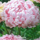 Aster, Paeony Duchess Apricot (Callistephus paeony) - 50 Seeds | Seed Therapy – Heirloom Garden Seeds