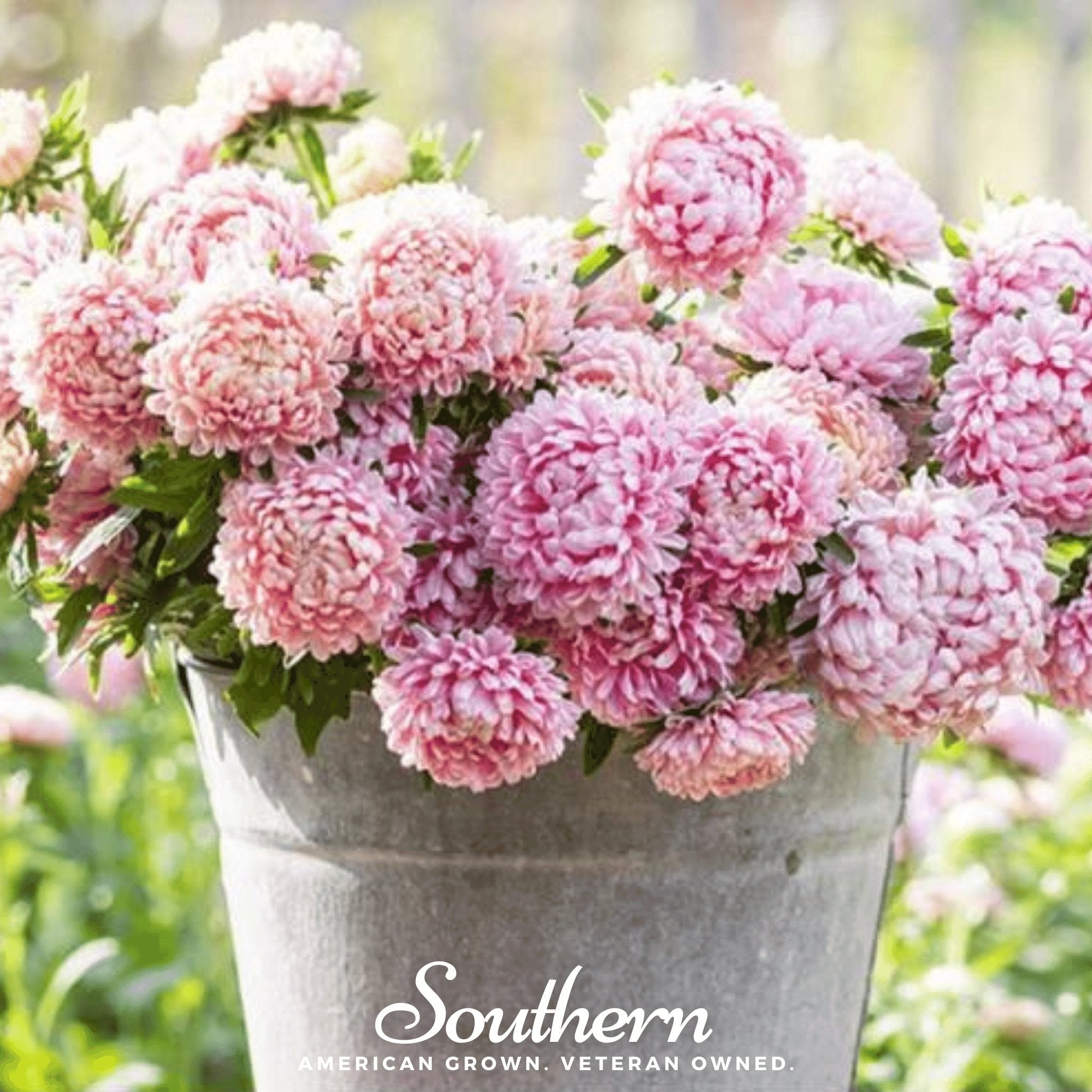 Aster, Paeony Duchess Apricot (Callistephus paeony) - 50 Seeds | Seed Therapy – Heirloom Garden Seeds