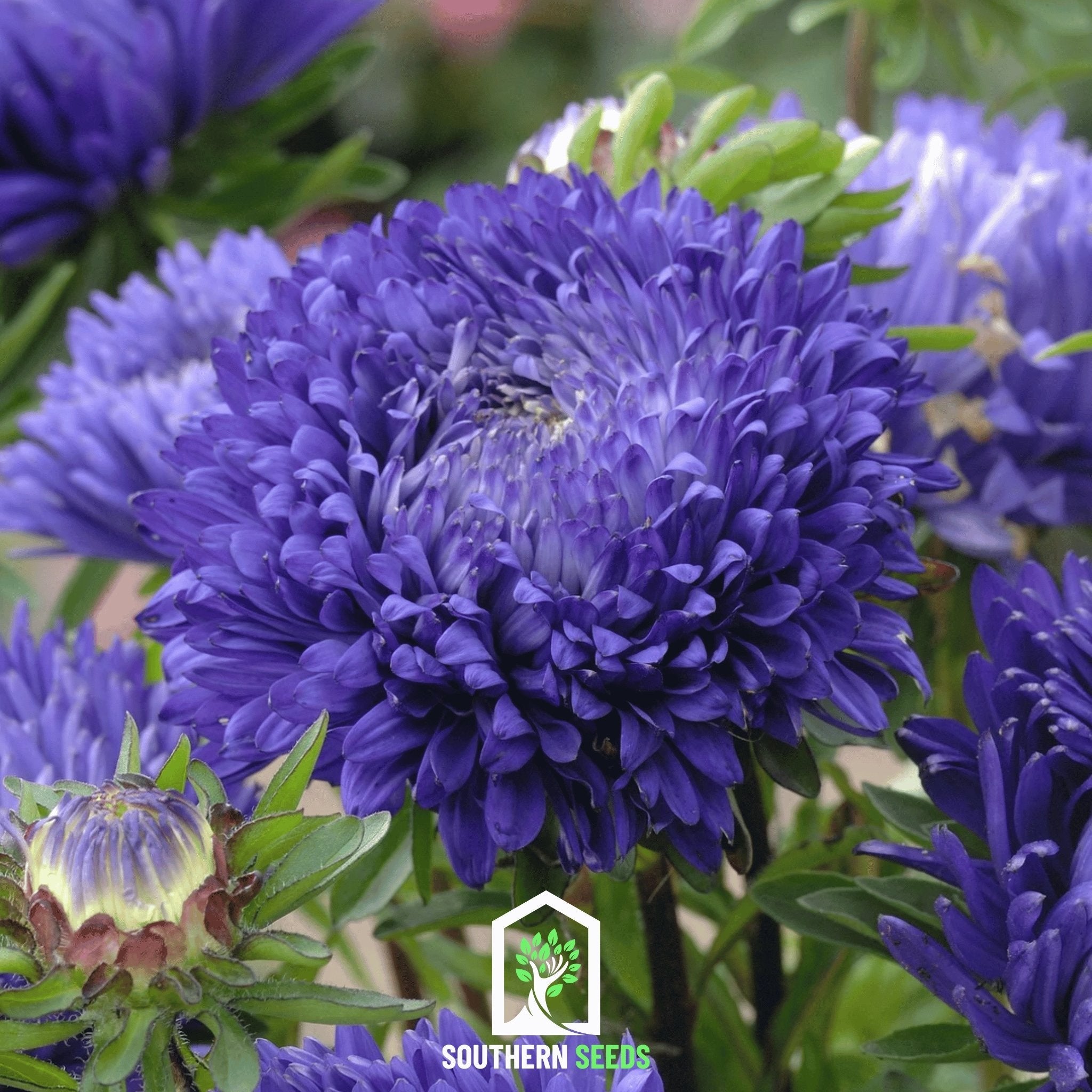 Aster, Paeony Duchess Dark Blue (Callistephus paeony) - 50 Seeds | Seed Therapy – Heirloom Garden Seeds