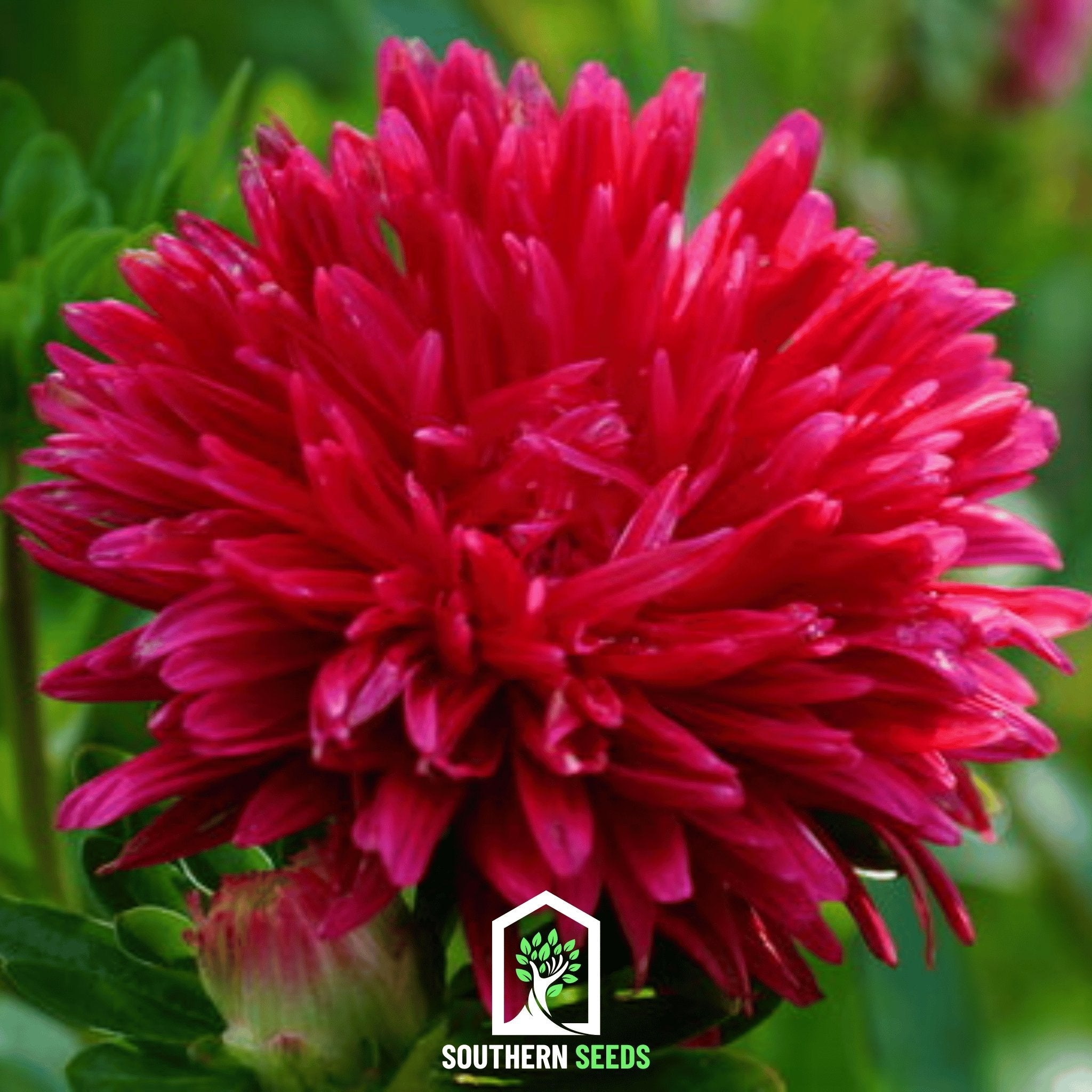 Aster, Paeony Duchess Scarlet (Callistephus paeony) - 50 Seeds | Seed Therapy – Heirloom Garden Seeds