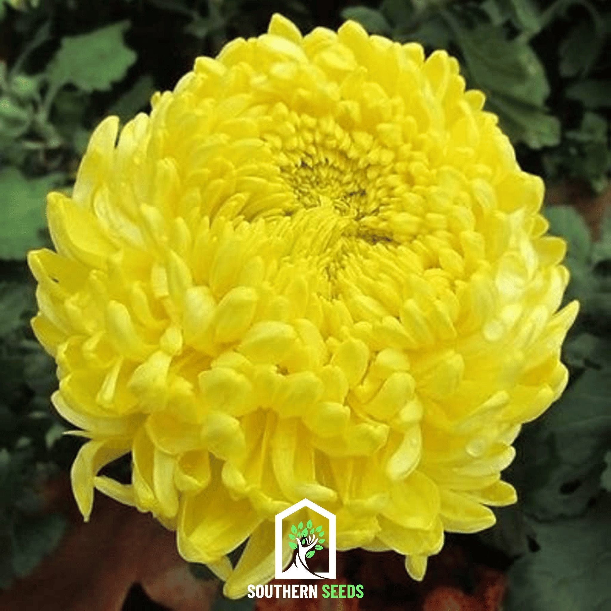 Aster, Paeony Duchess Yellow (Callistephus paeony) - 50 Seeds | Seed Therapy – Heirloom Garden Seeds