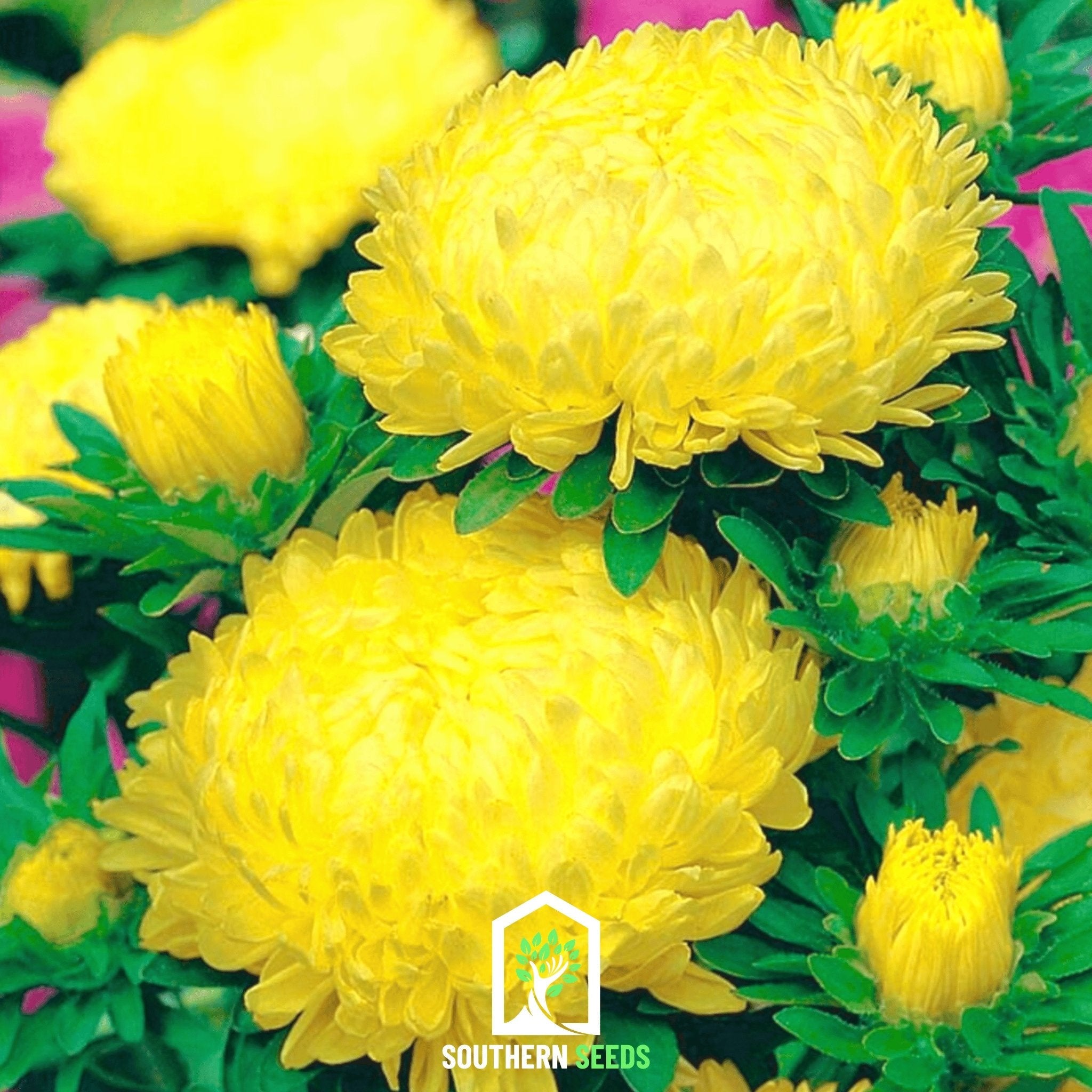 Aster, Paeony Duchess Yellow (Callistephus paeony) - 50 Seeds | Seed Therapy – Heirloom Garden Seeds