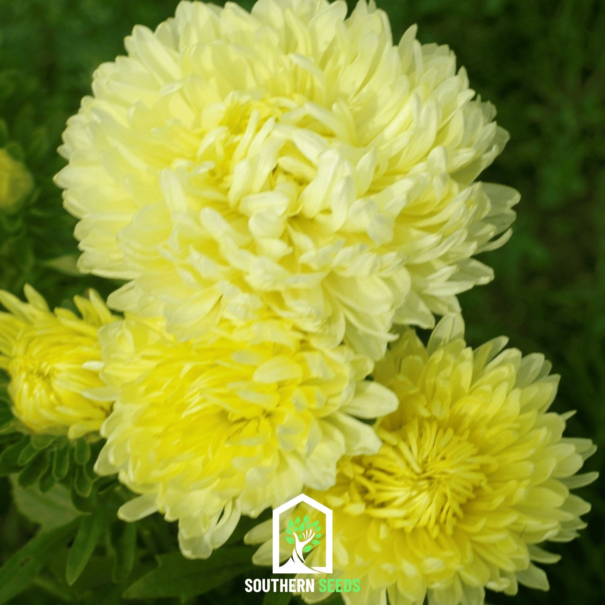 Aster, Paeony Duchess Yellow (Callistephus paeony) - 50 Seeds | Seed Therapy – Heirloom Garden Seeds