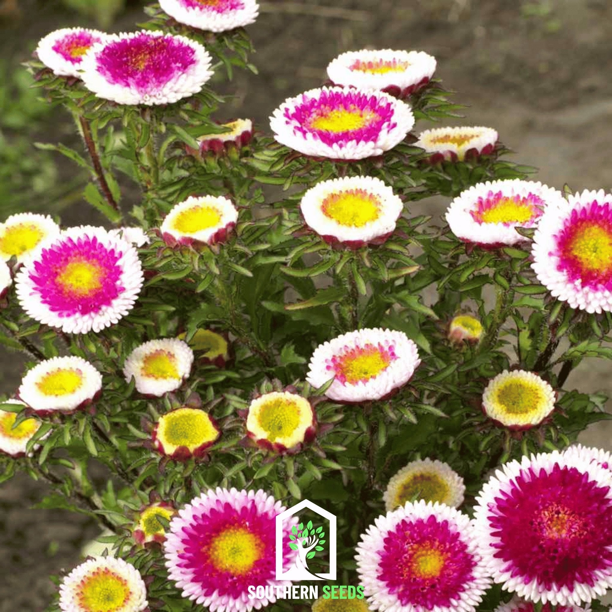 Aster, Pompon Hi - No - Maru (Callistephus pompon) - 50 Seeds | Seed Therapy – Heirloom Garden Seeds