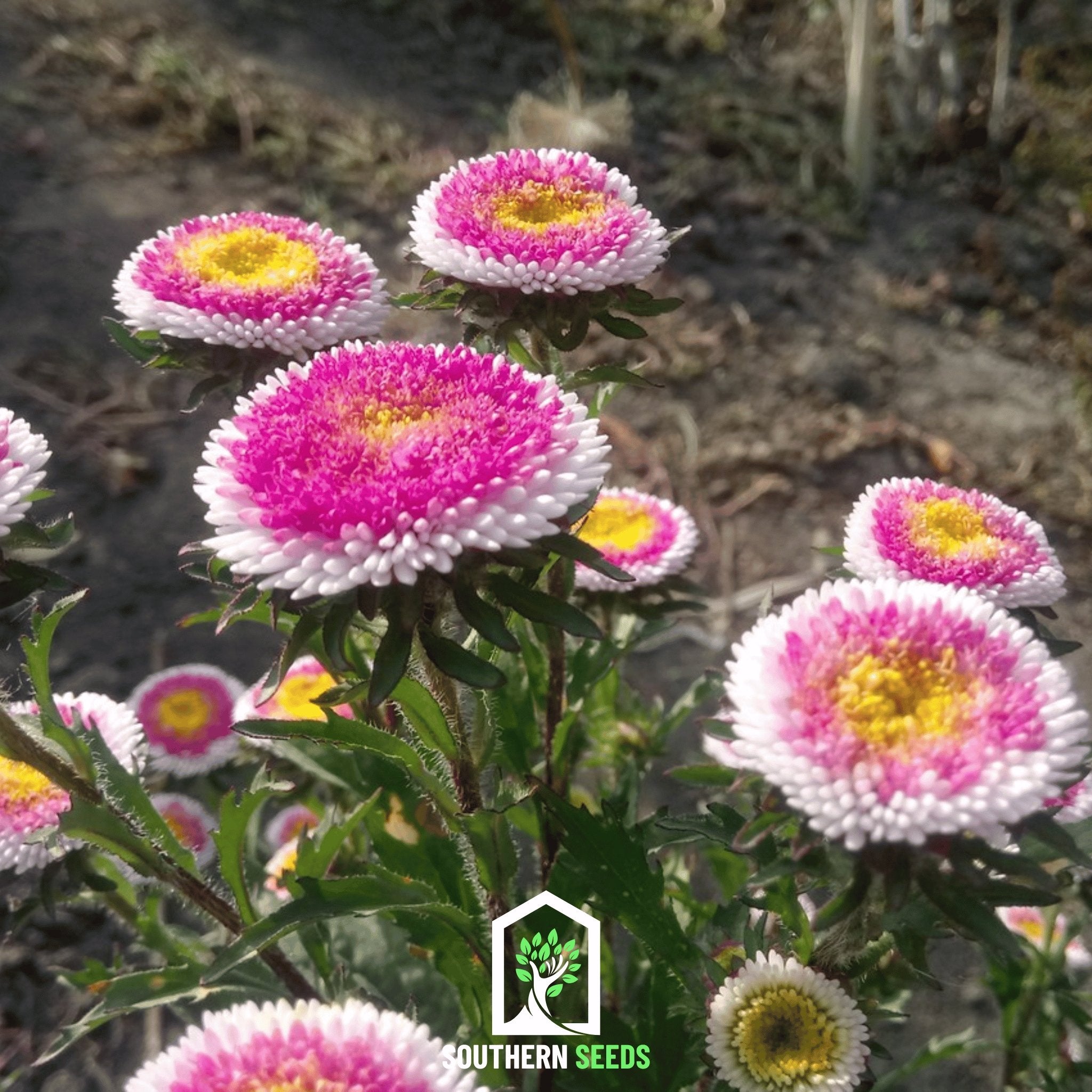 Aster, Pompon Hi - No - Maru (Callistephus pompon) - 50 Seeds | Seed Therapy – Heirloom Garden Seeds