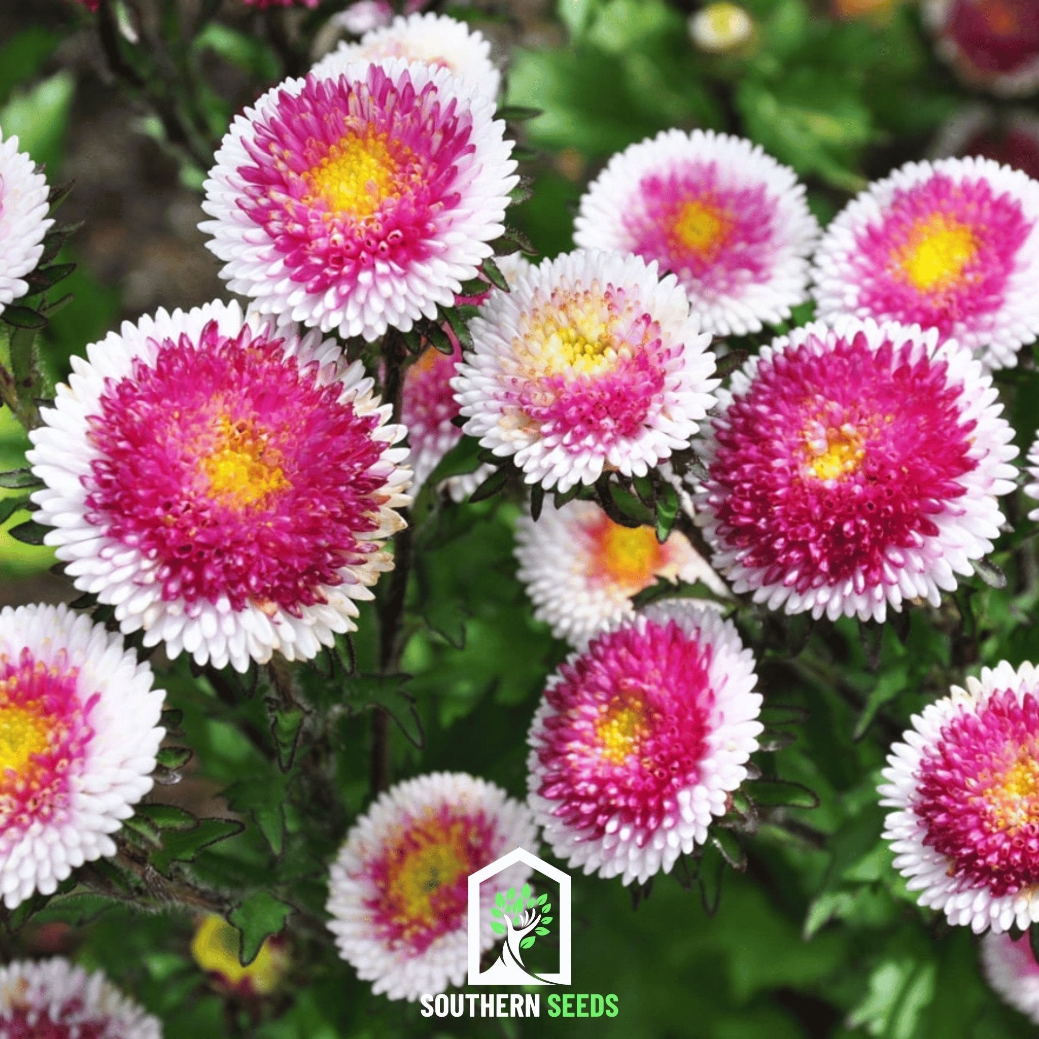 Aster, Pompon Hi - No - Maru (Callistephus pompon) - 50 Seeds | Seed Therapy – Heirloom Garden Seeds