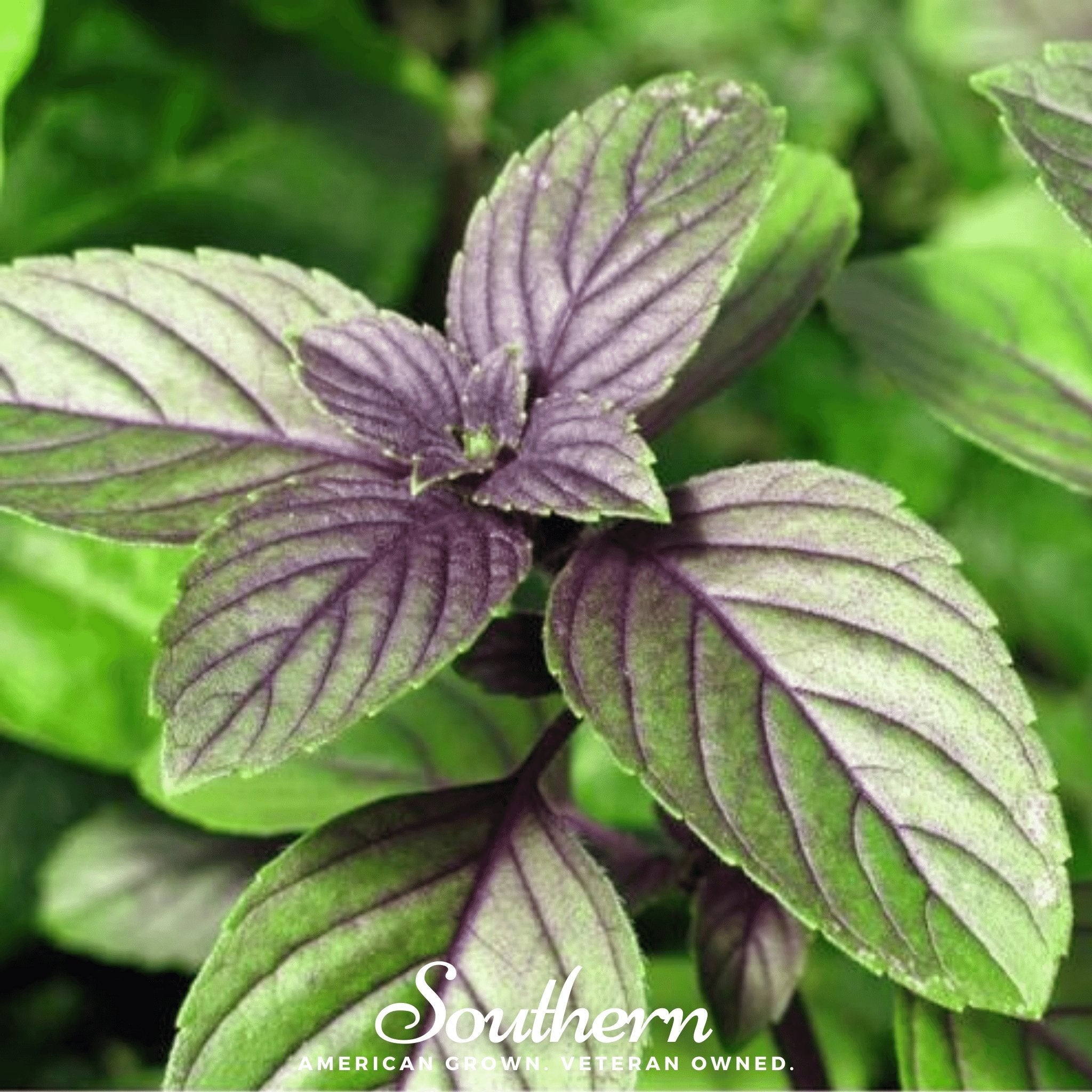 basil plant flowers seeds Basil, Corsican (Ocimum basilicum) - 250 Seeds