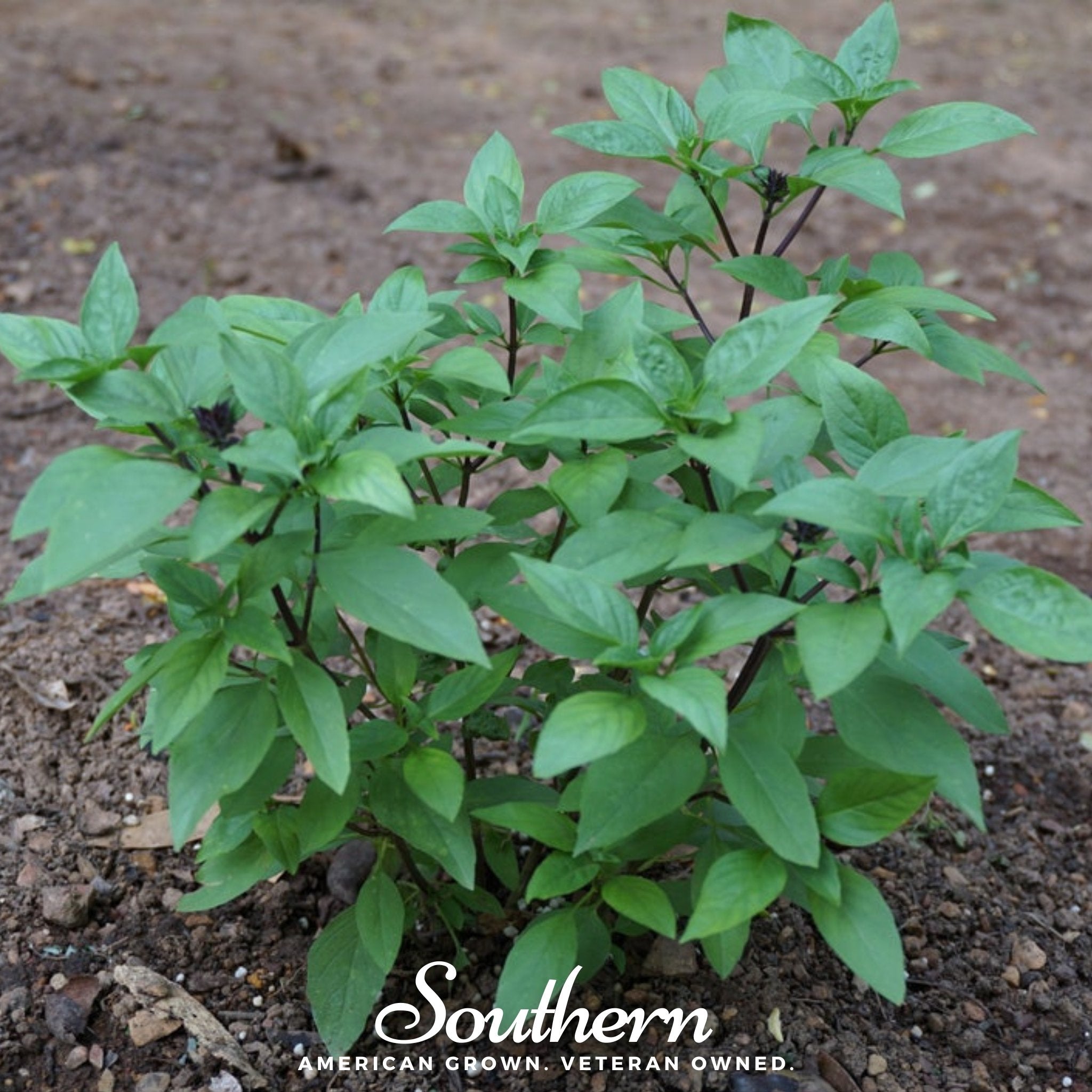 Basil, Licorice (Ocimum basilicum) - 250 Seeds seed packet from Seed Therapy – American - grown, heirloom seeds