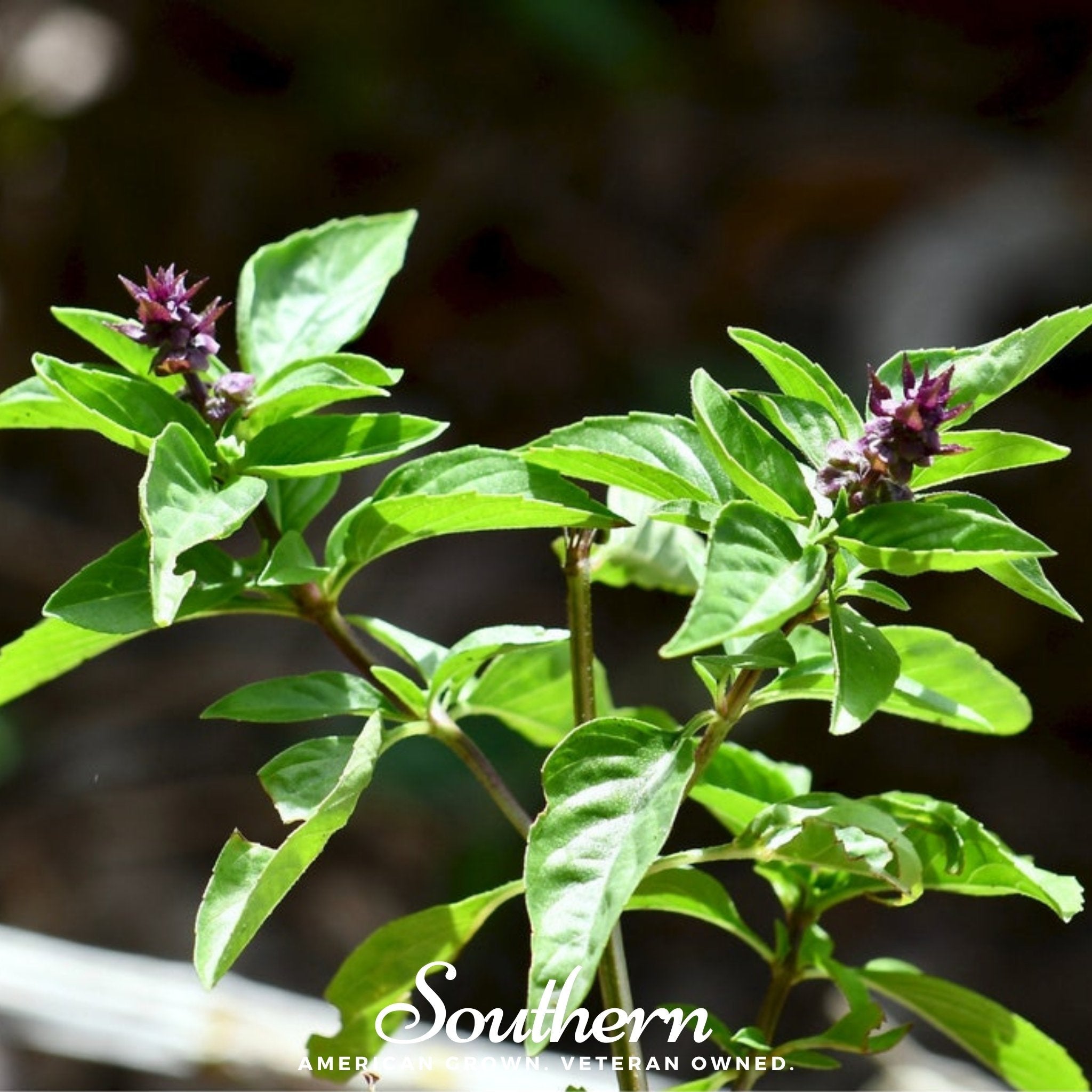 basil flower seeds Licorice Basil – 250 Seeds