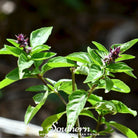 Basil, Licorice (Ocimum basilicum) - 250 Seeds seed packet from Seed Therapy – American - grown, heirloom seeds