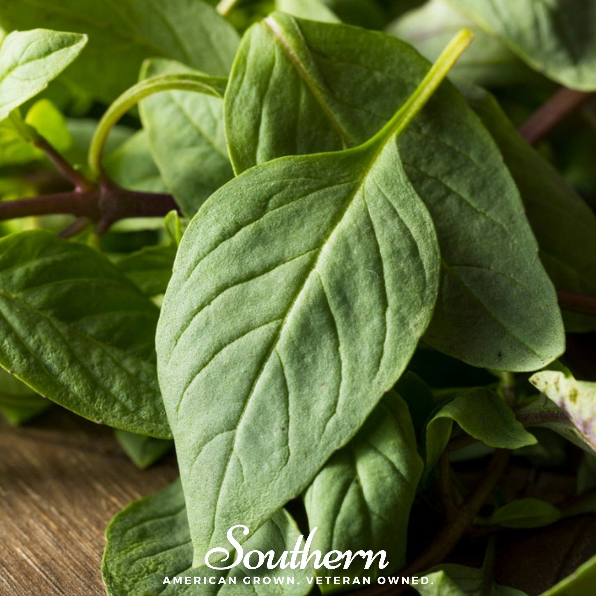 Basil, Licorice (Ocimum basilicum) - 250 Seeds seed packet from Seed Therapy – American - grown, heirloom seeds