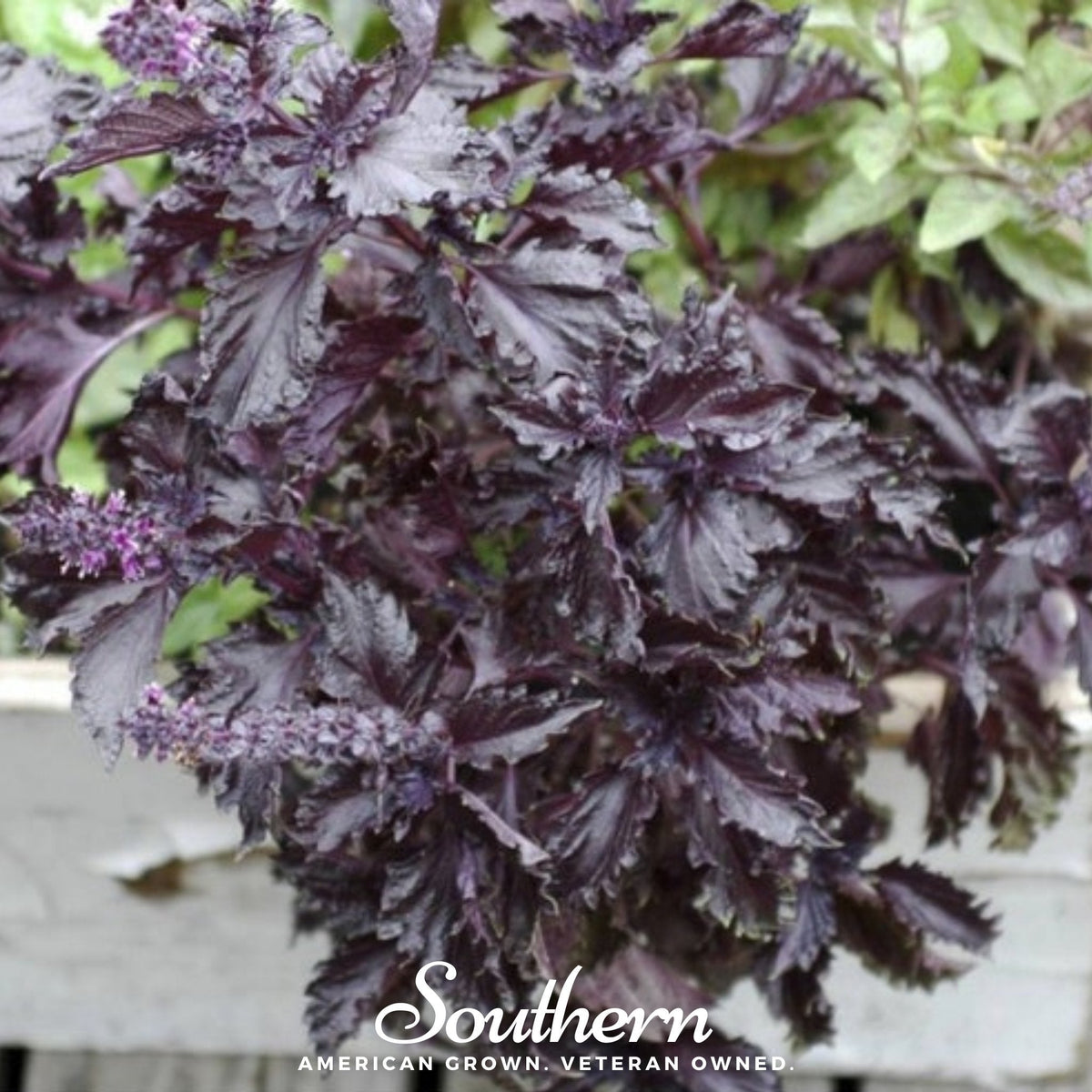 Basil Seeds & More – Heirloom Varieties | Seed Therapy – Southern Seeds